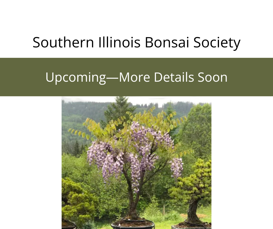 Showing &amp; Demonstration | Southern Illinois Bonsai Society