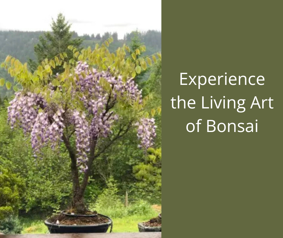 Showing &amp; Saturday Demonstration | Southern Illinois Bonsai Society