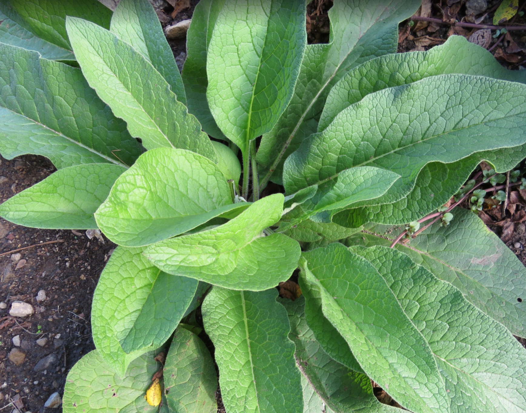 comfrey.png