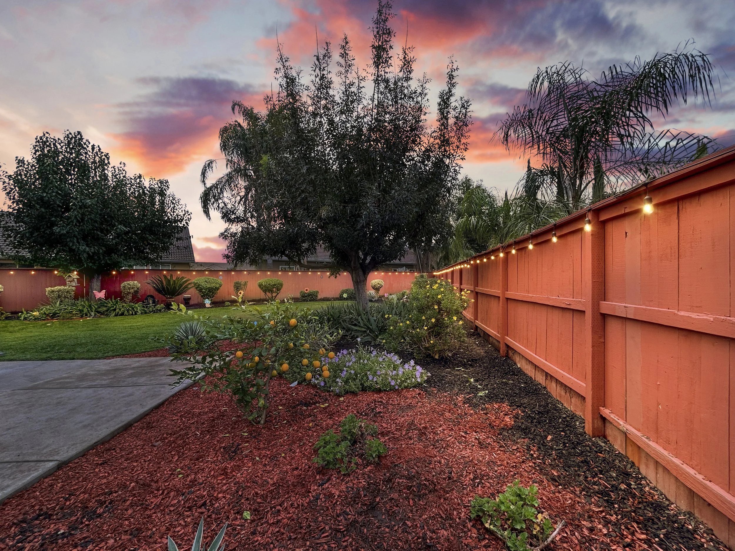 A backyard during sunset featuring a pink fence with string lights, lush green trees, a manicured lawn, colorful flowers, and a citrus tree with ripe lemons.