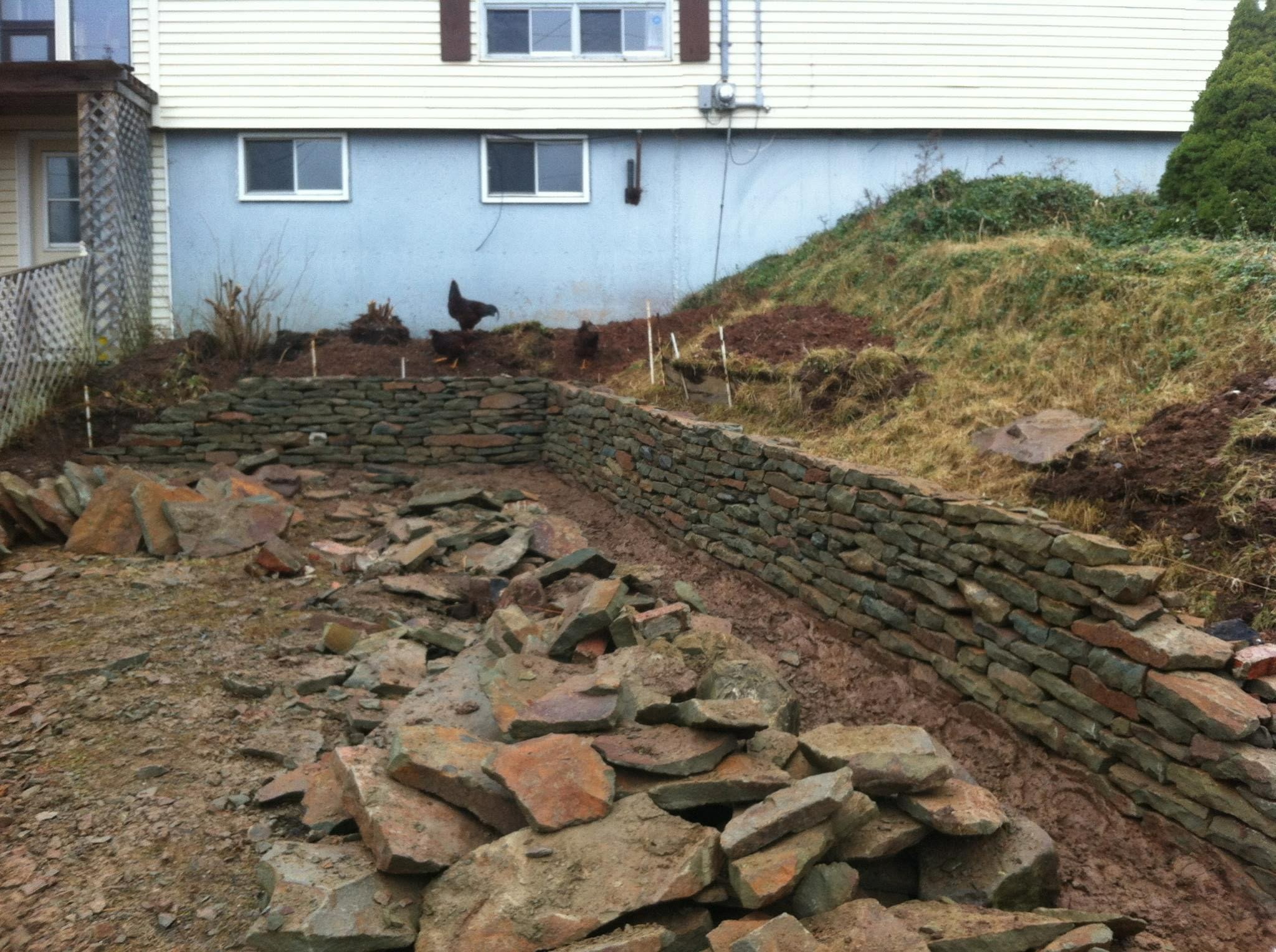 A backyard with a stacked stone retaining wall and a chicken with ducklings near the house.