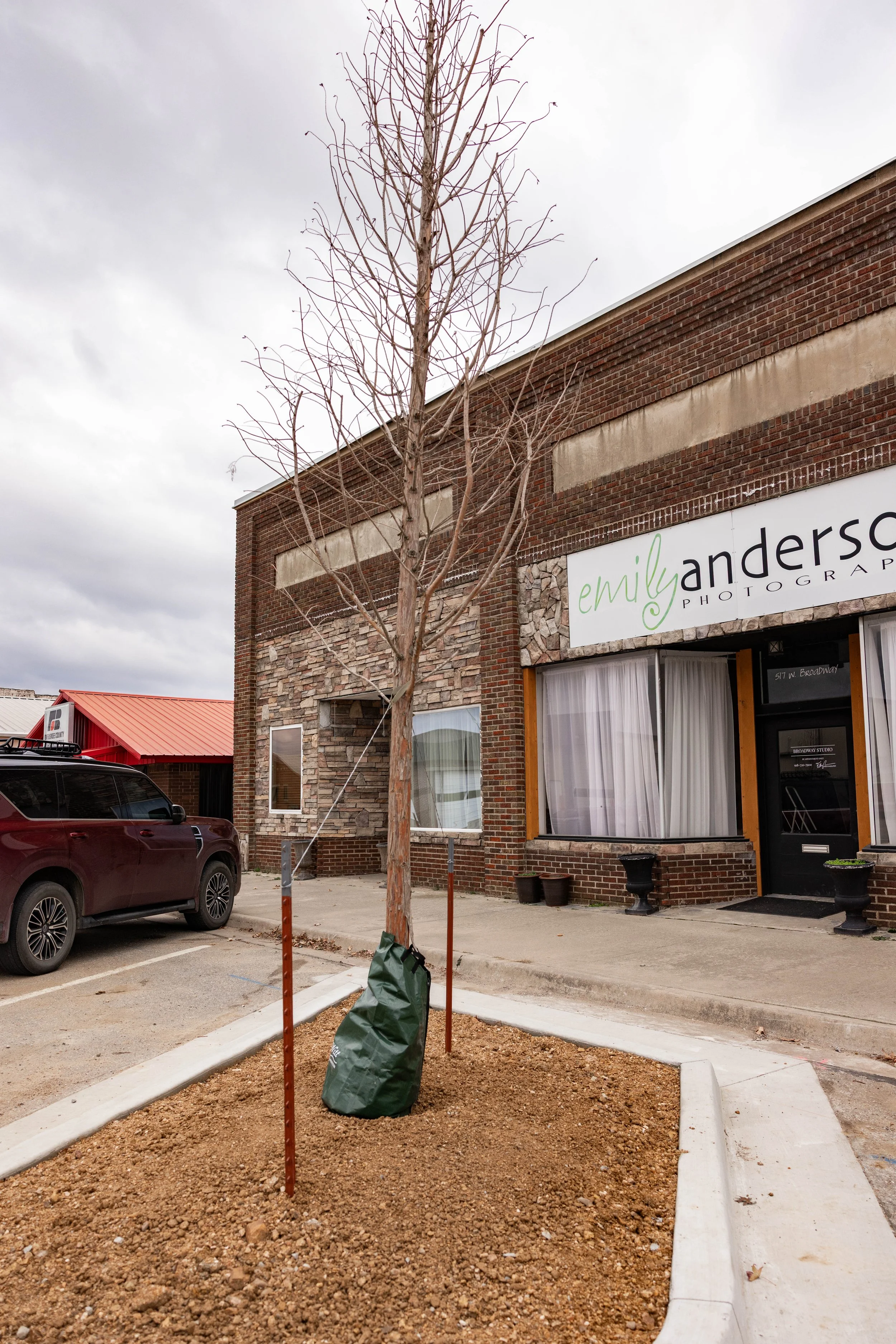 A leafless tree planted in a small dirt patch in front of a brick commercial building with a sign that reads "emily anderson photography." A black SUV is parked nearby, and the sky is overcast.