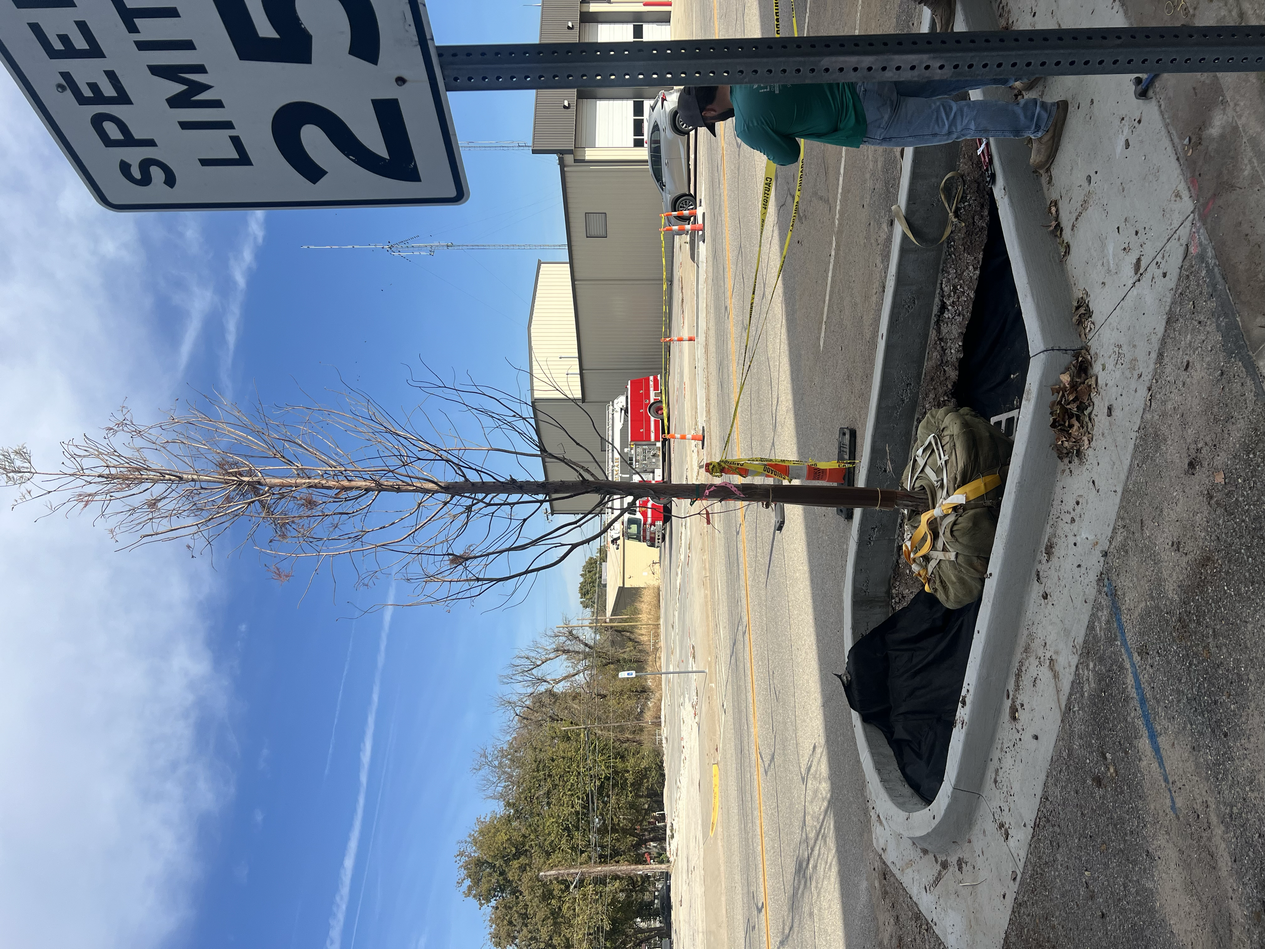 A young tree planted in a tree planting basin with a root protection grid, bags, and equipment for planting. There are orange cones, a person working nearby, and a fire truck in the background on a bright, sunny day.