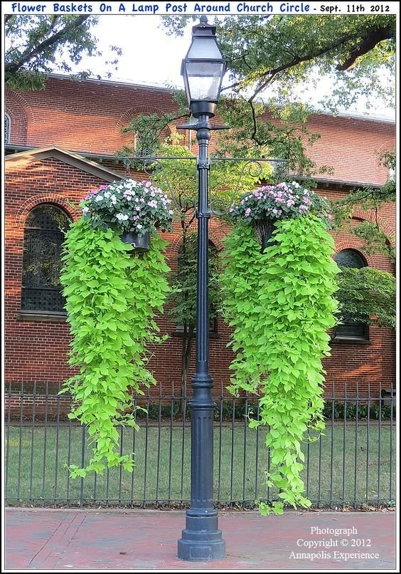 Flower baskets hanging from a lamp post with lush green trailing plants and pink flowers, located around a church circle.