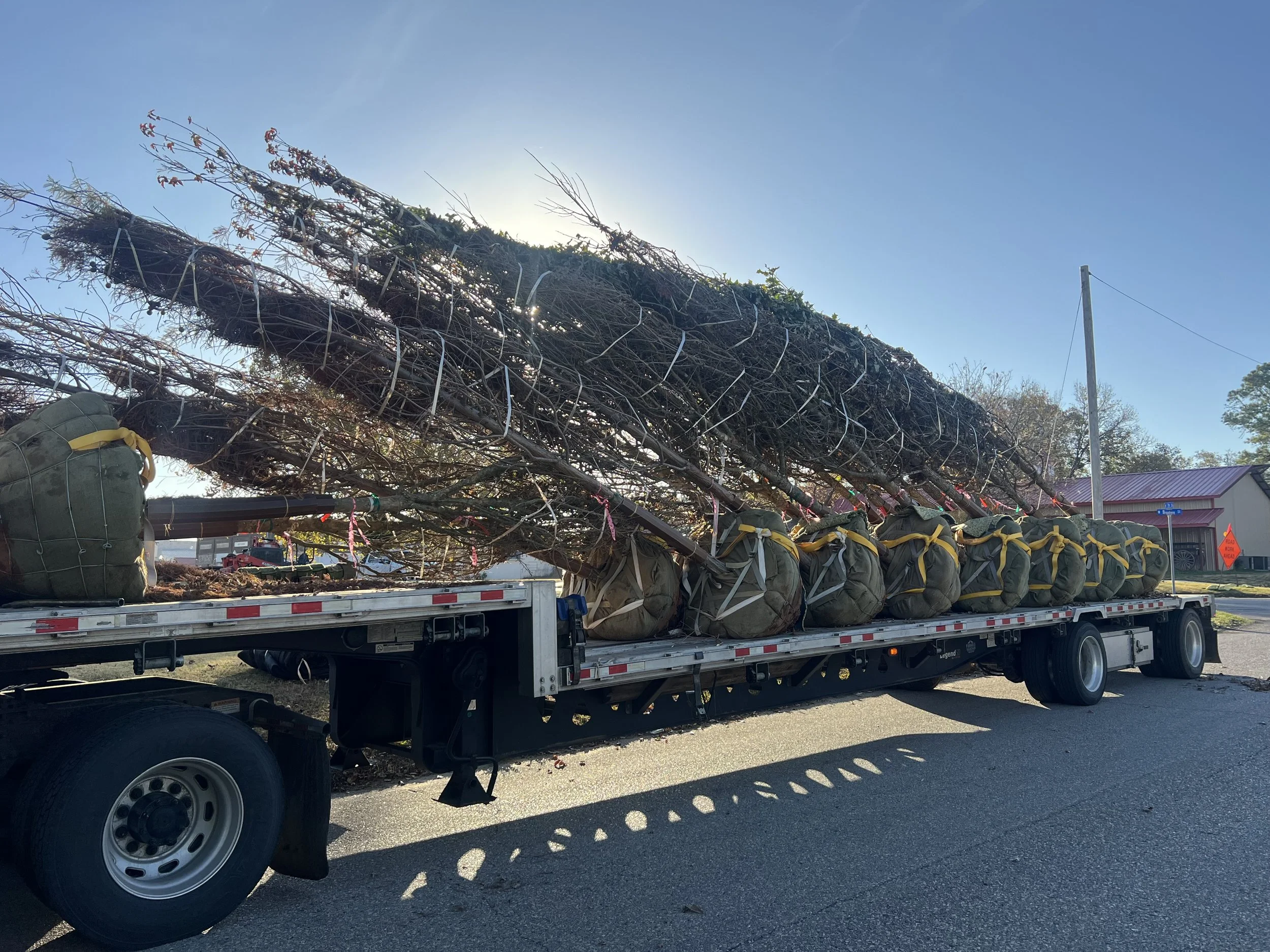 Flatbed truck carrying large bundled and wrapped Christmas trees on a clear day.