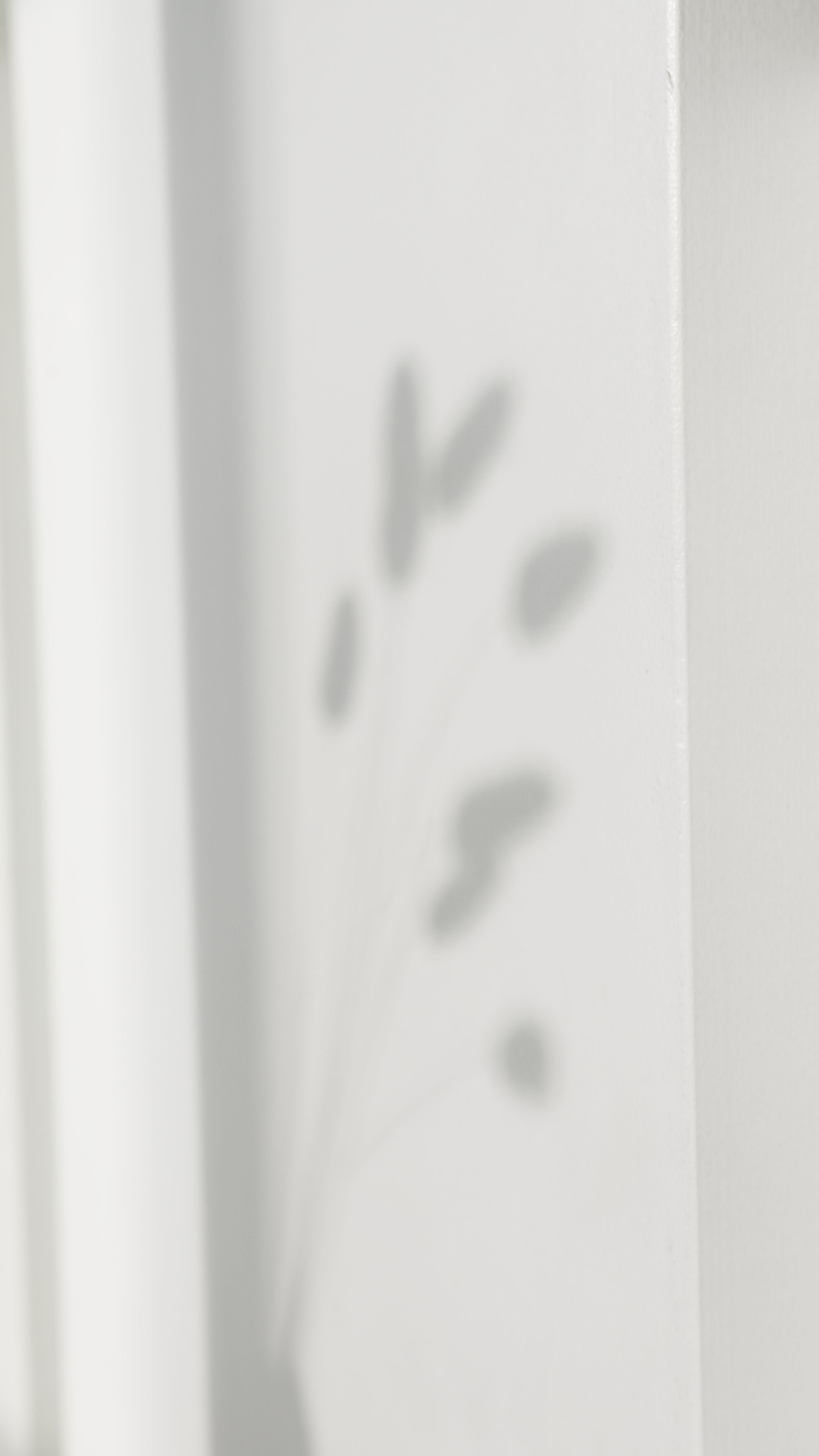 Shadow of a flower or plant on a white wall.