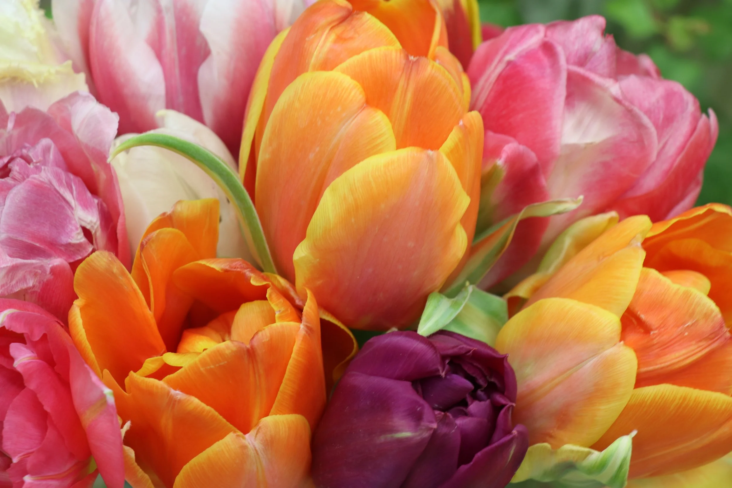 tulip bouquet