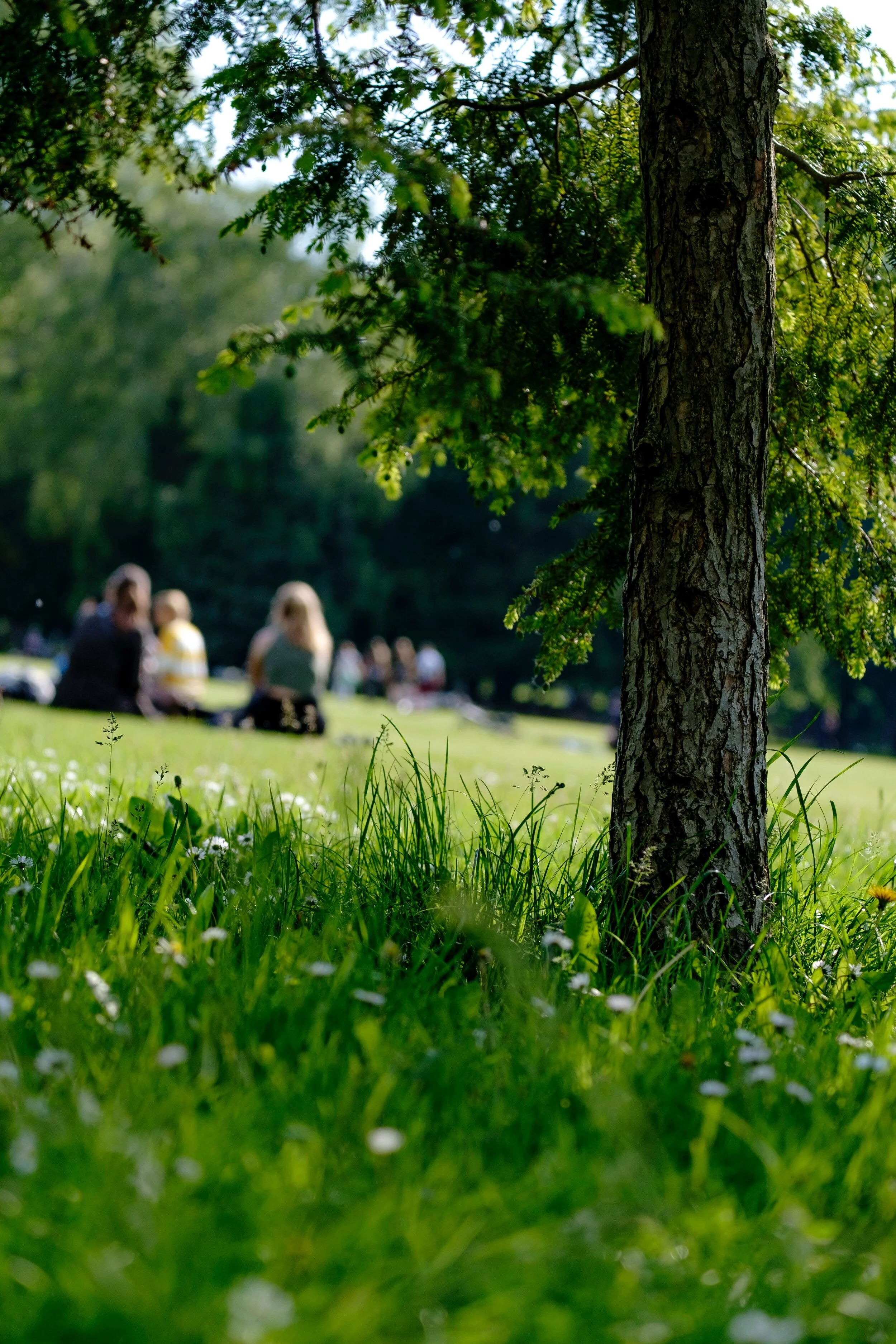A close-up of a tree trunk in a park with green grass and small white flowers in the foreground. In the background, blurred people are sitting and socializing on the grass under a canopy of trees.