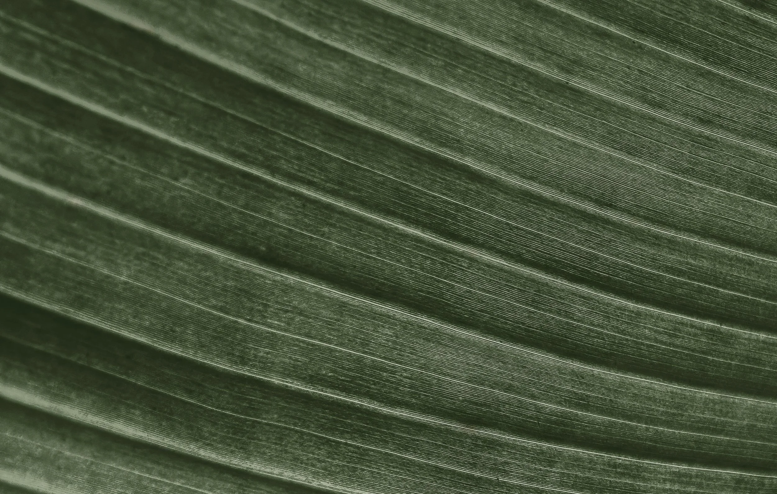 Close-up of a green leaf with parallel veins.