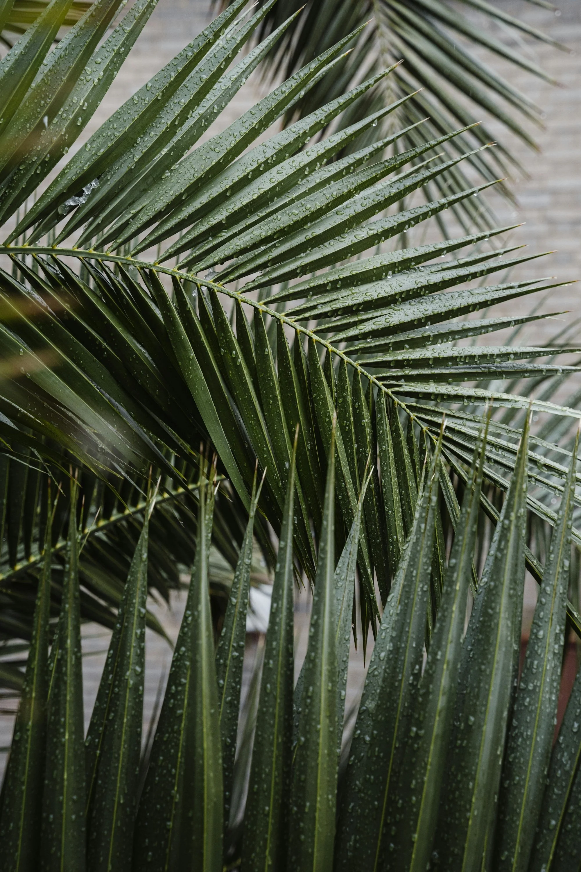 Close-up of green palm leaves with water droplets on them.