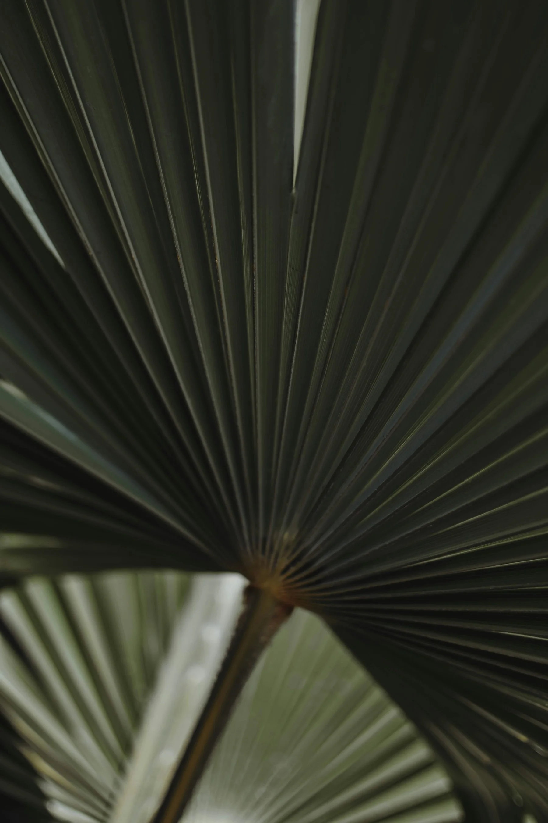 Close-up of palm tree leaves showing the radial pattern of the fronds.