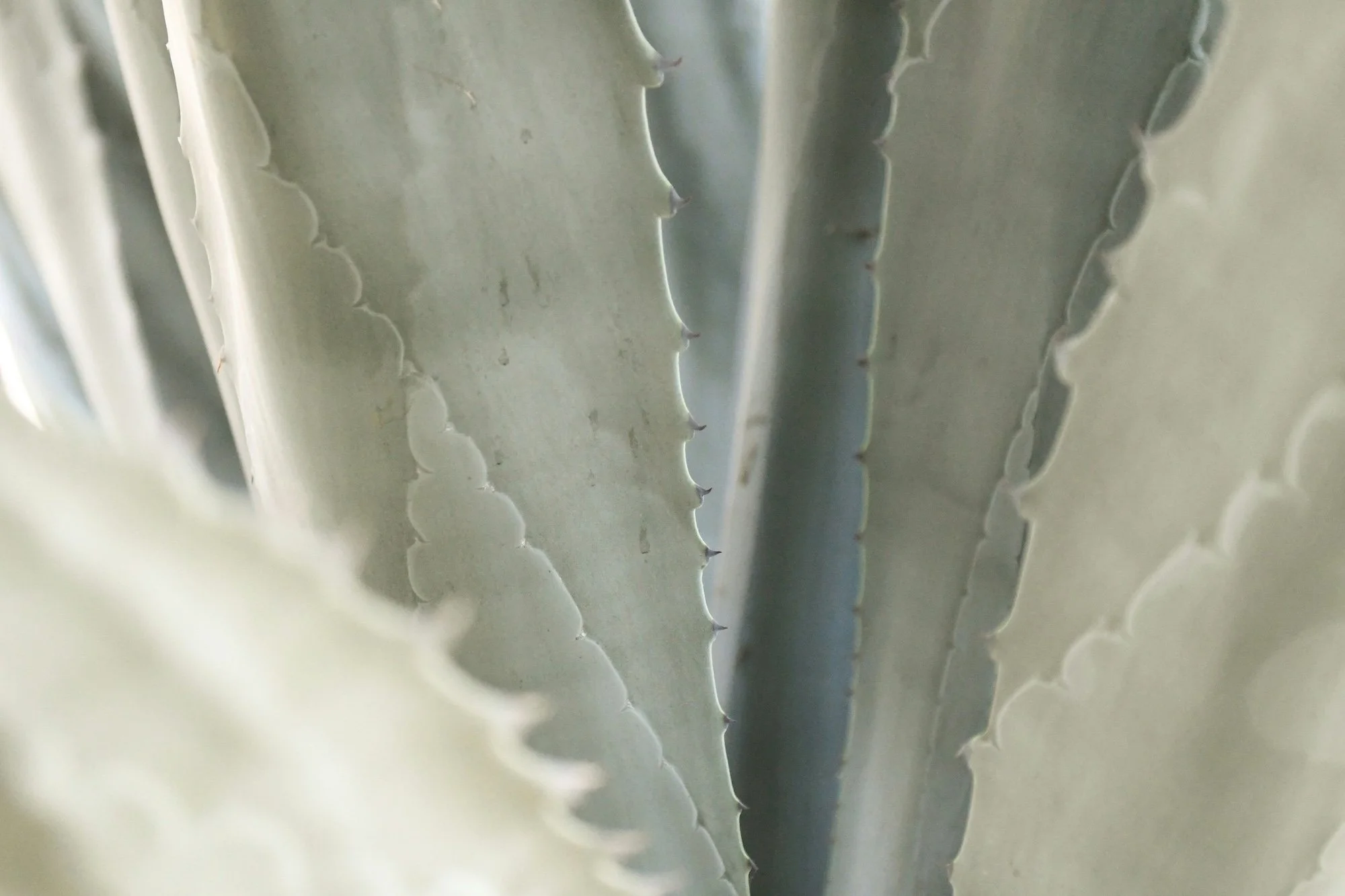 Close-up of cactus pads with spines.