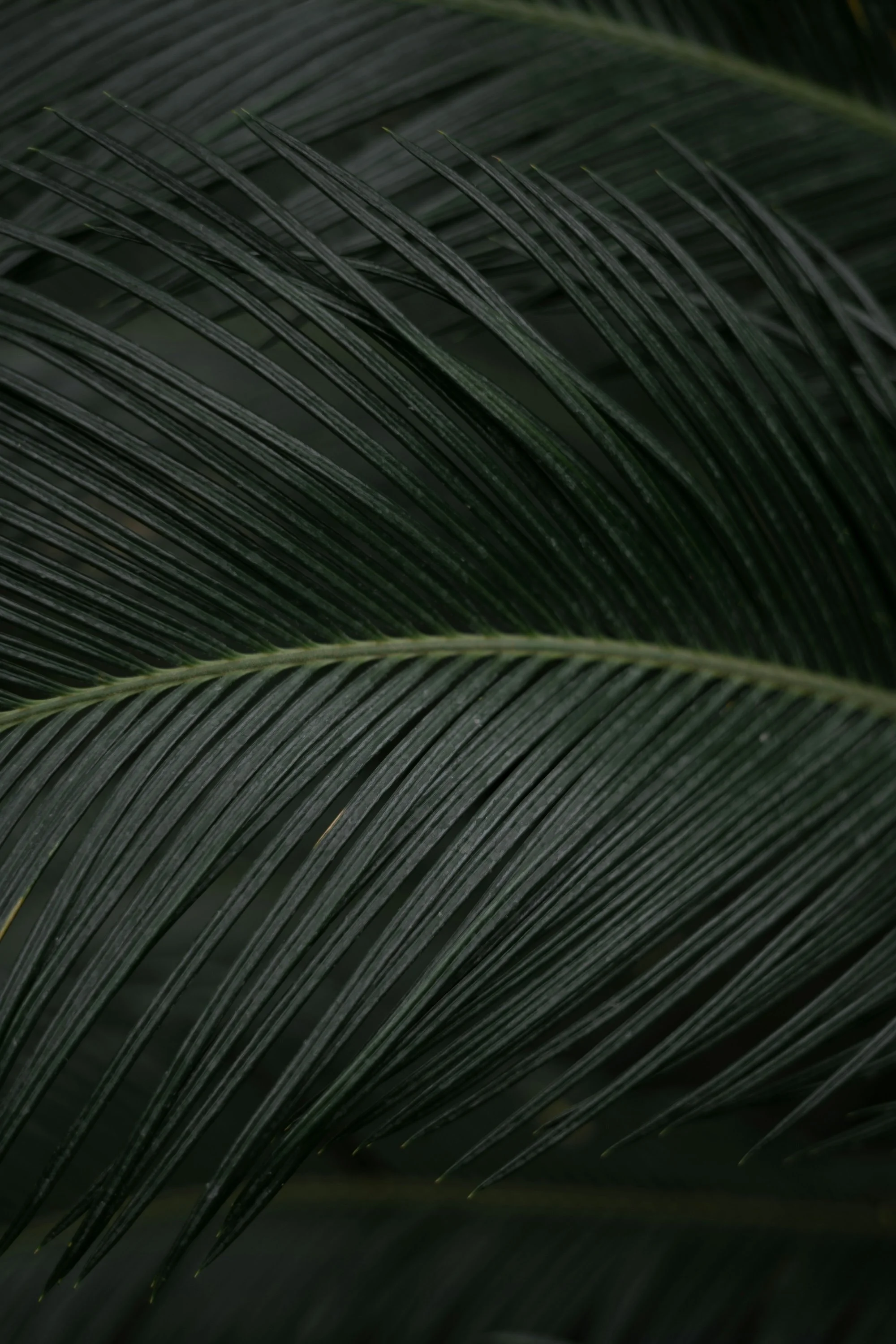 Close-up of dark green palm fronds with detailed linear leaf veins.