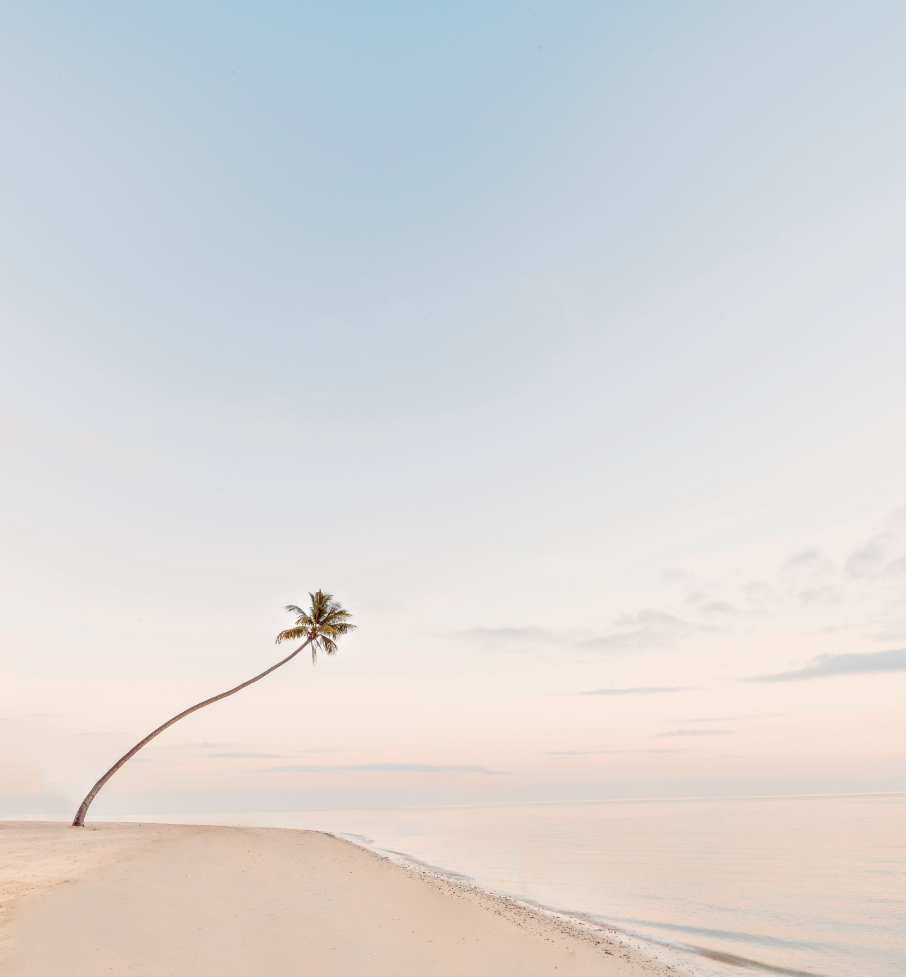 A solitary palm tree leaning over a deserted sandy beach with calm ocean water and a pastel-colored sky.