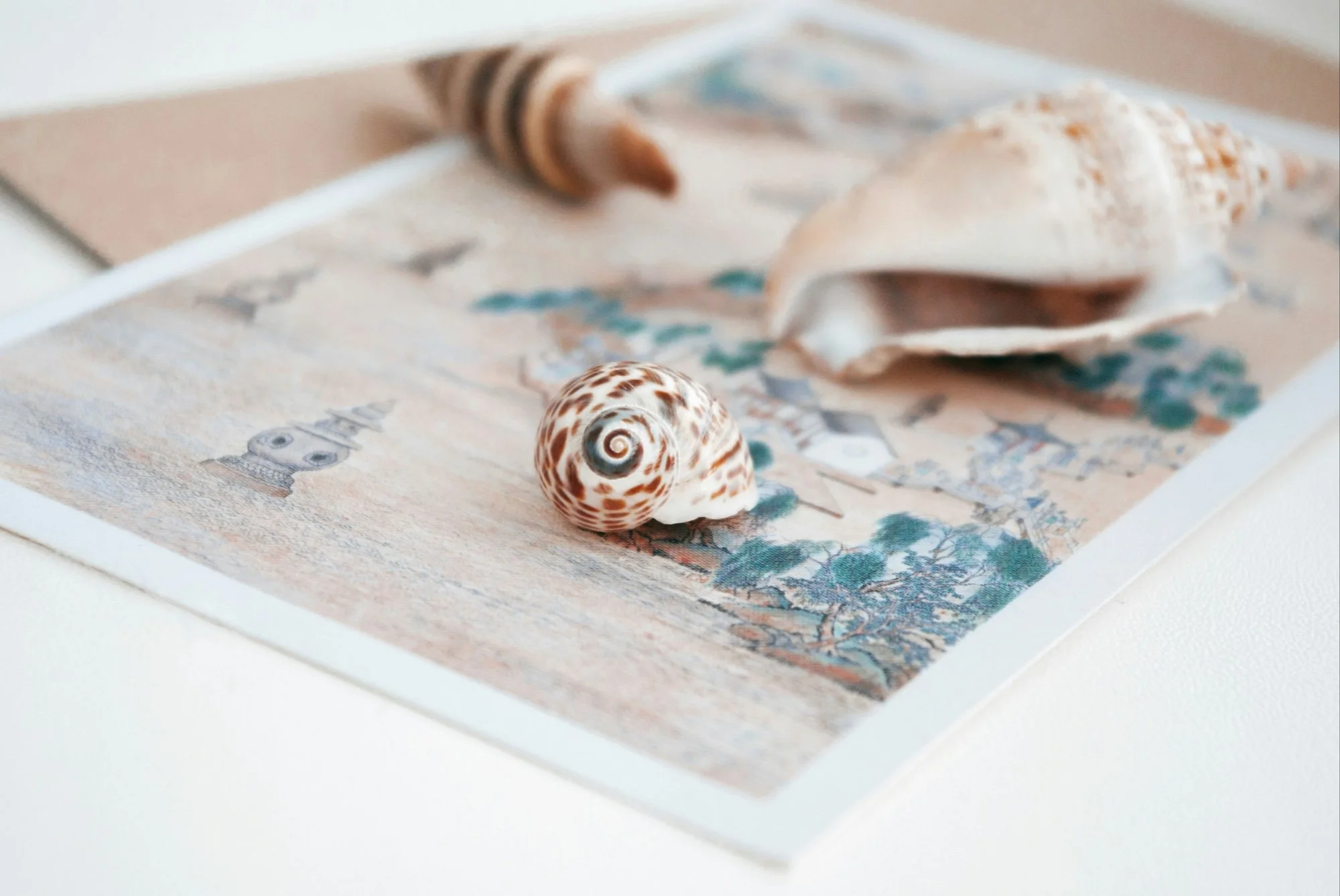 Close-up of seashells, including a small spiral shell and larger shells, placed on a vintage postcard with a beach scene and a striped ribbon in the background.