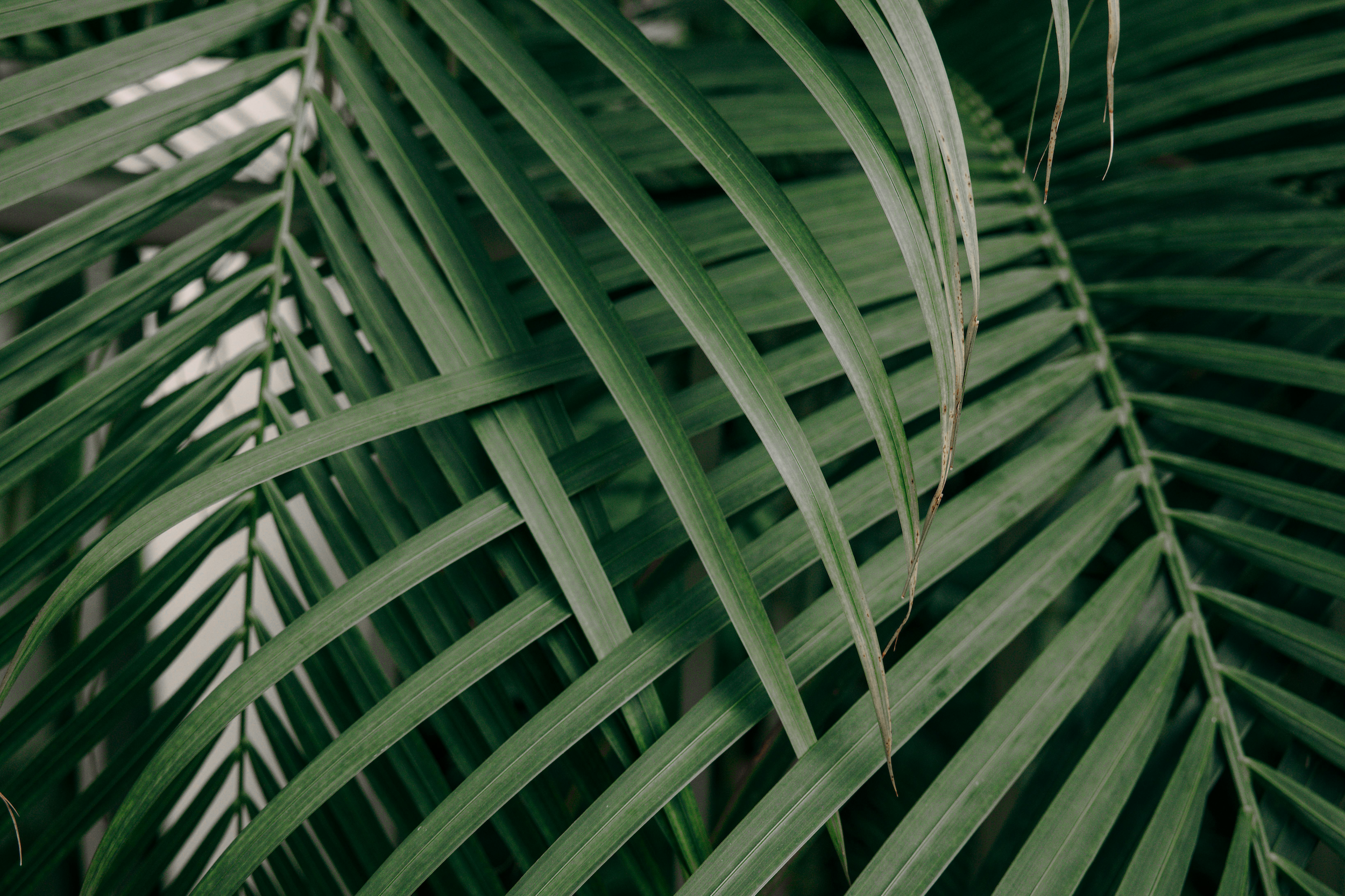 Close-up of green palm fronds with detailed leaves overlapping.