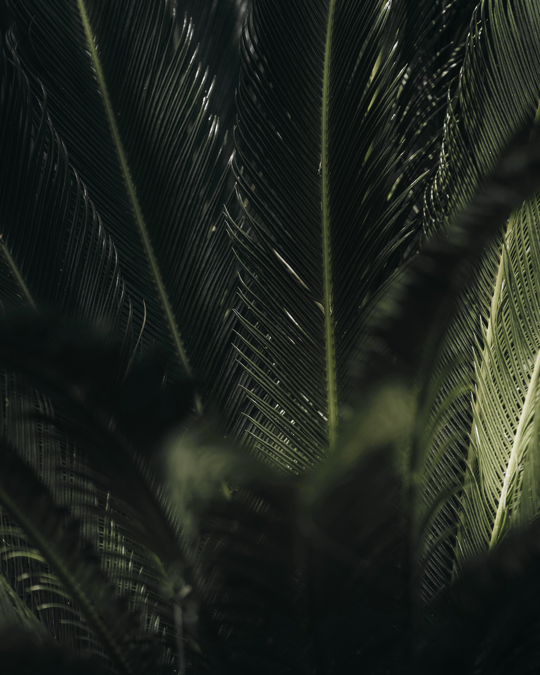 Close-up of green palm leaves in low light.