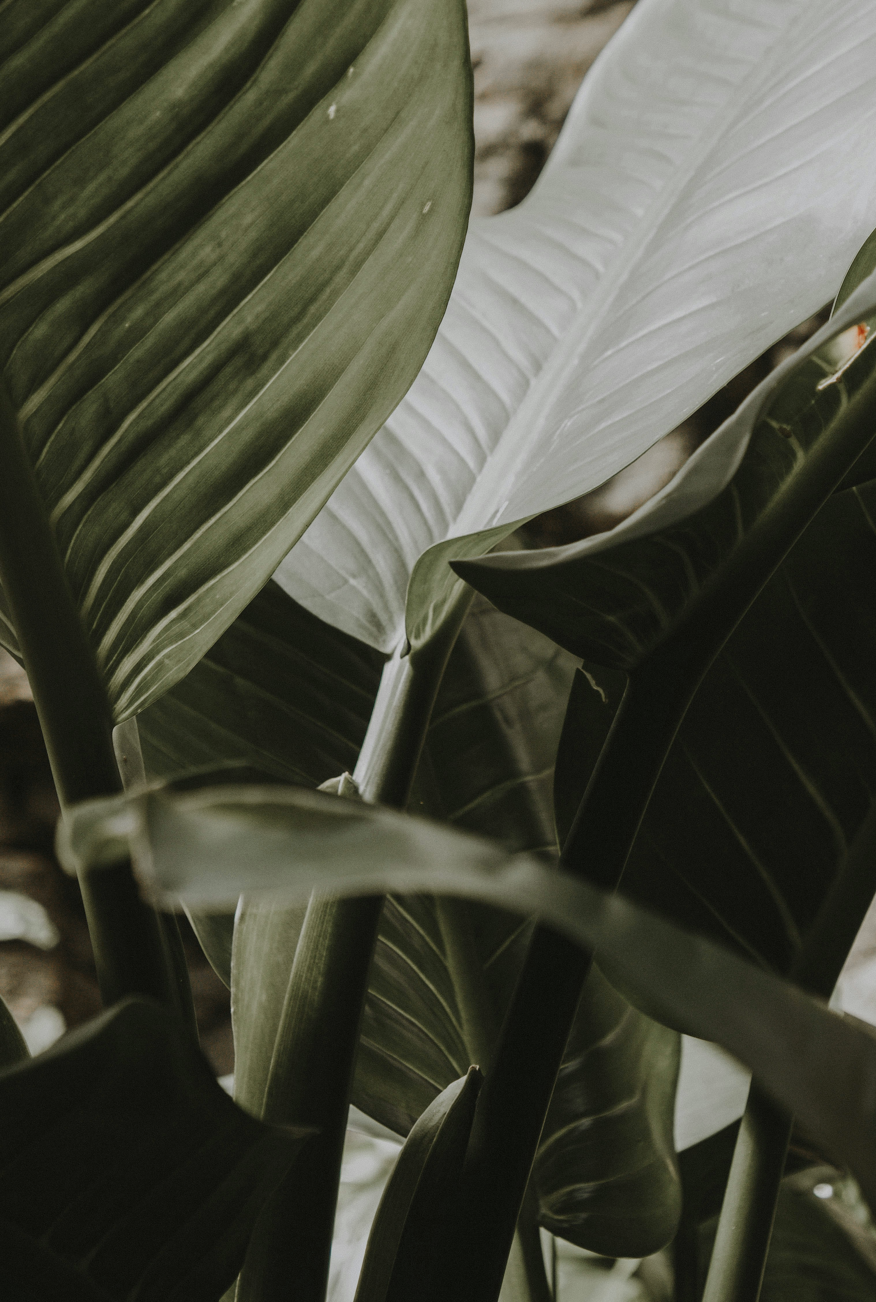 Close-up of large green and white tropical leaves.