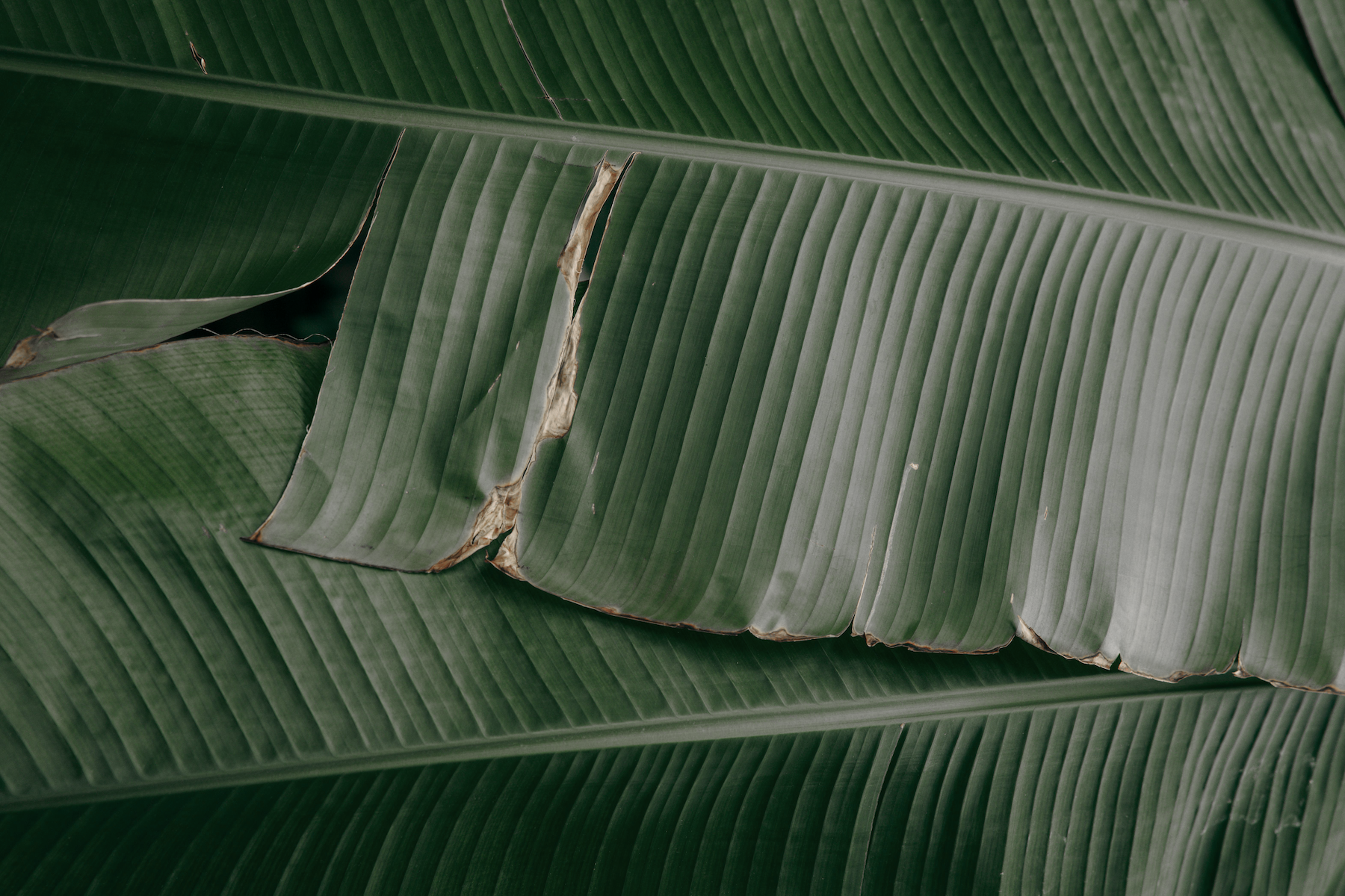 Close-up of overlapping green banana leaves with veins and torn edges.
