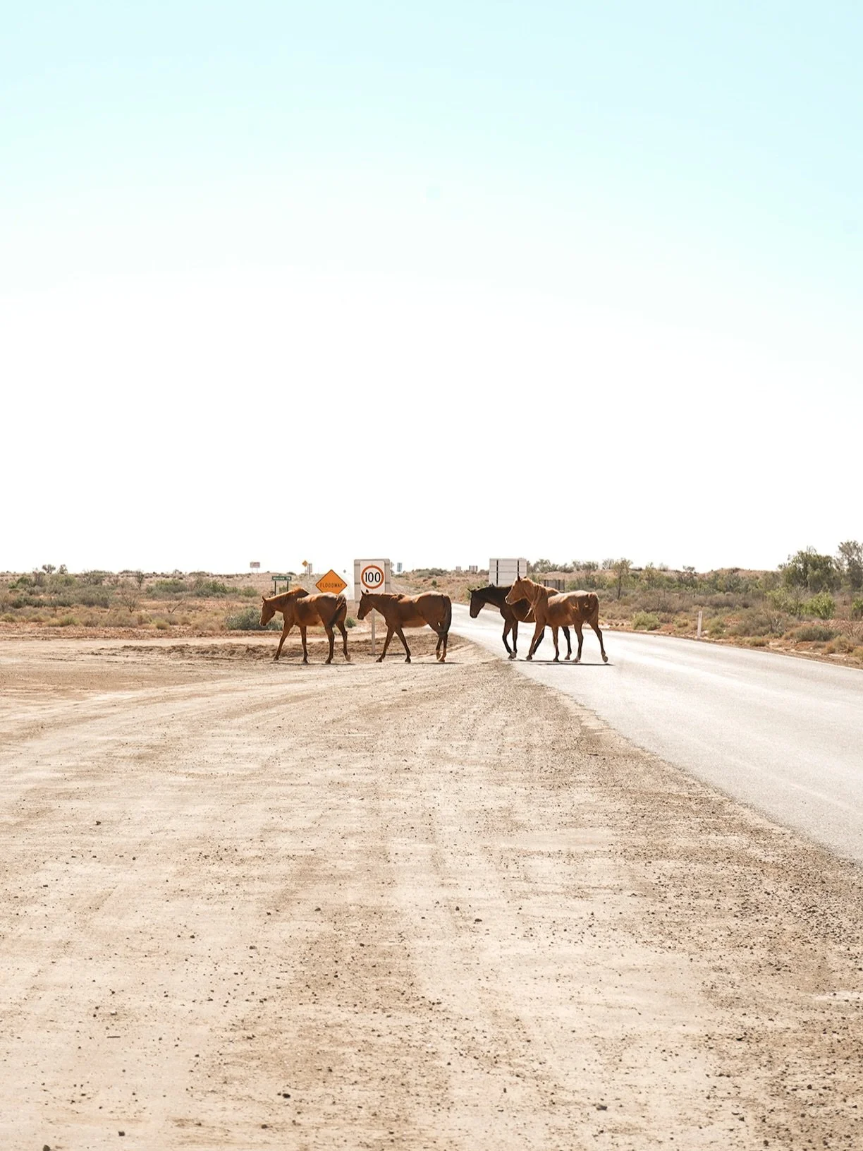 SCENE 02 // Oonadatta Track, SA 🤎

No better feeling than seeing these guys cross the road after hours of desert driving &amp; staring at the horizon ☺️

#australia #desert #oodnadattatrack #photography