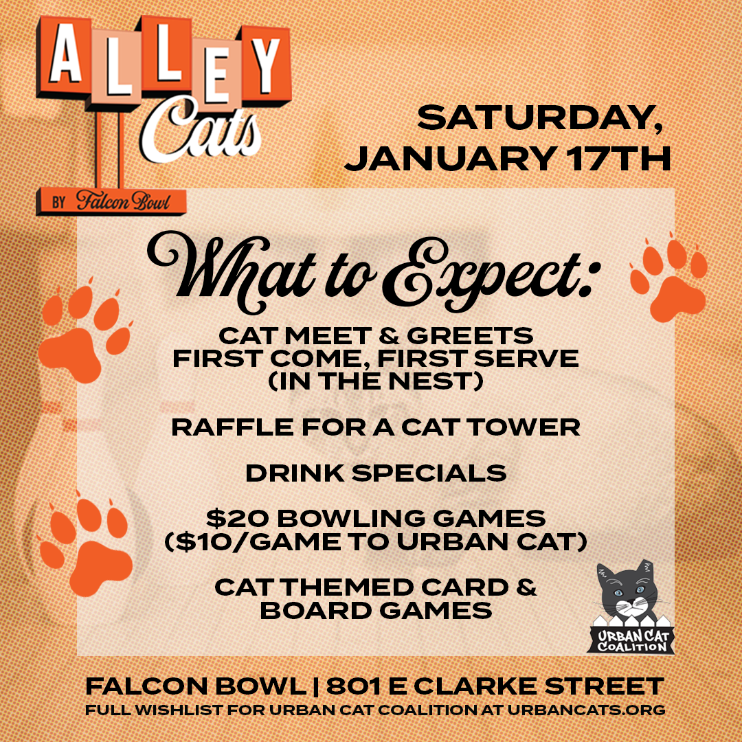 Alley-Cats-DETAILSWHAT-TO-EXPECT-SQUARE.png