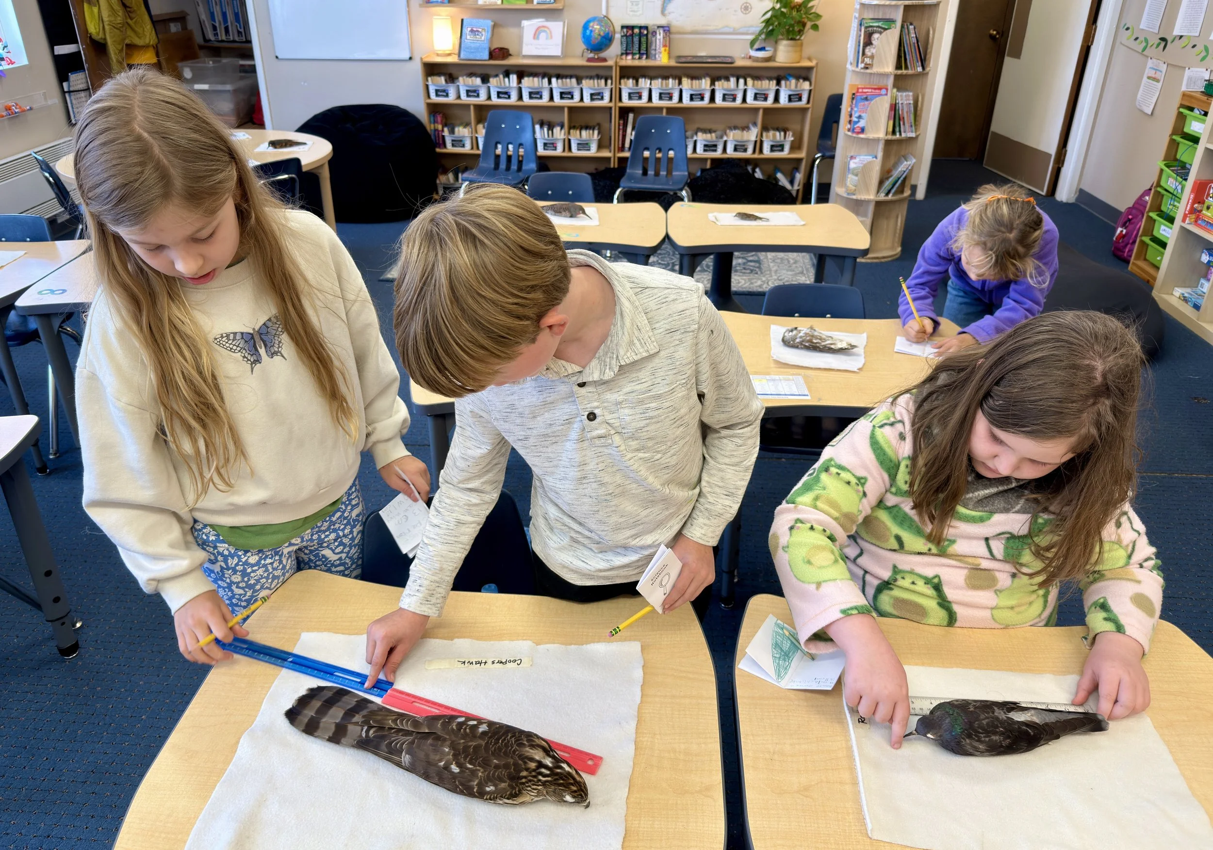 measuring birds
