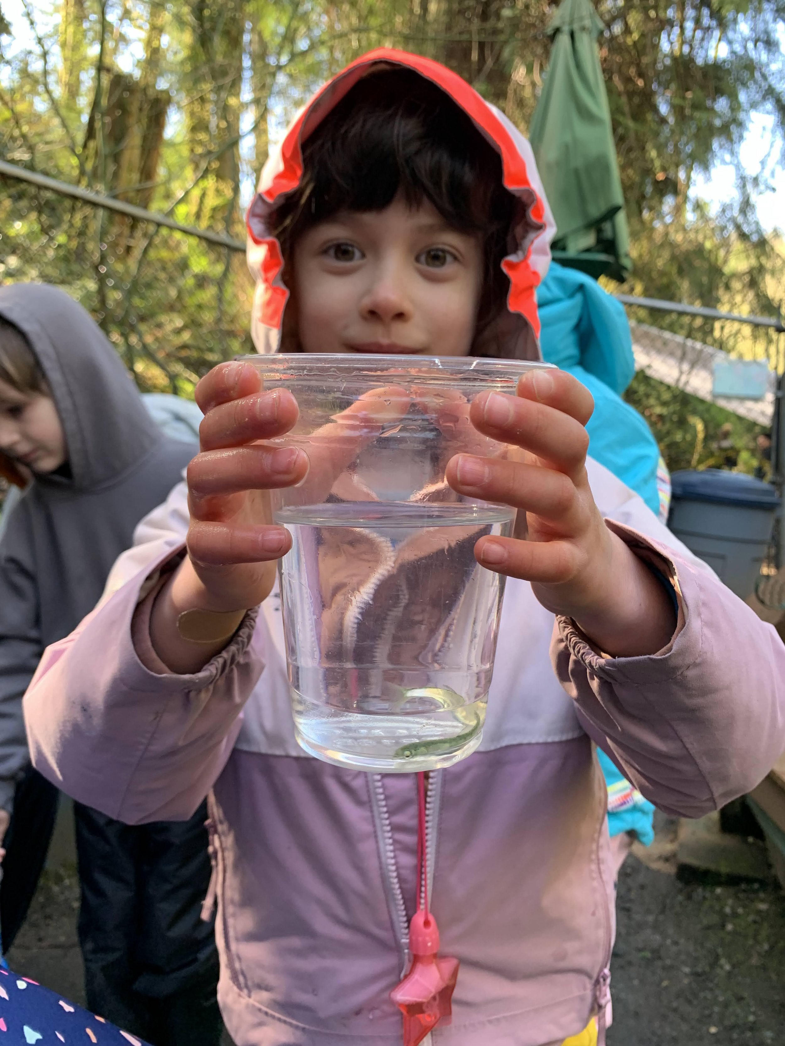 Salmon run release