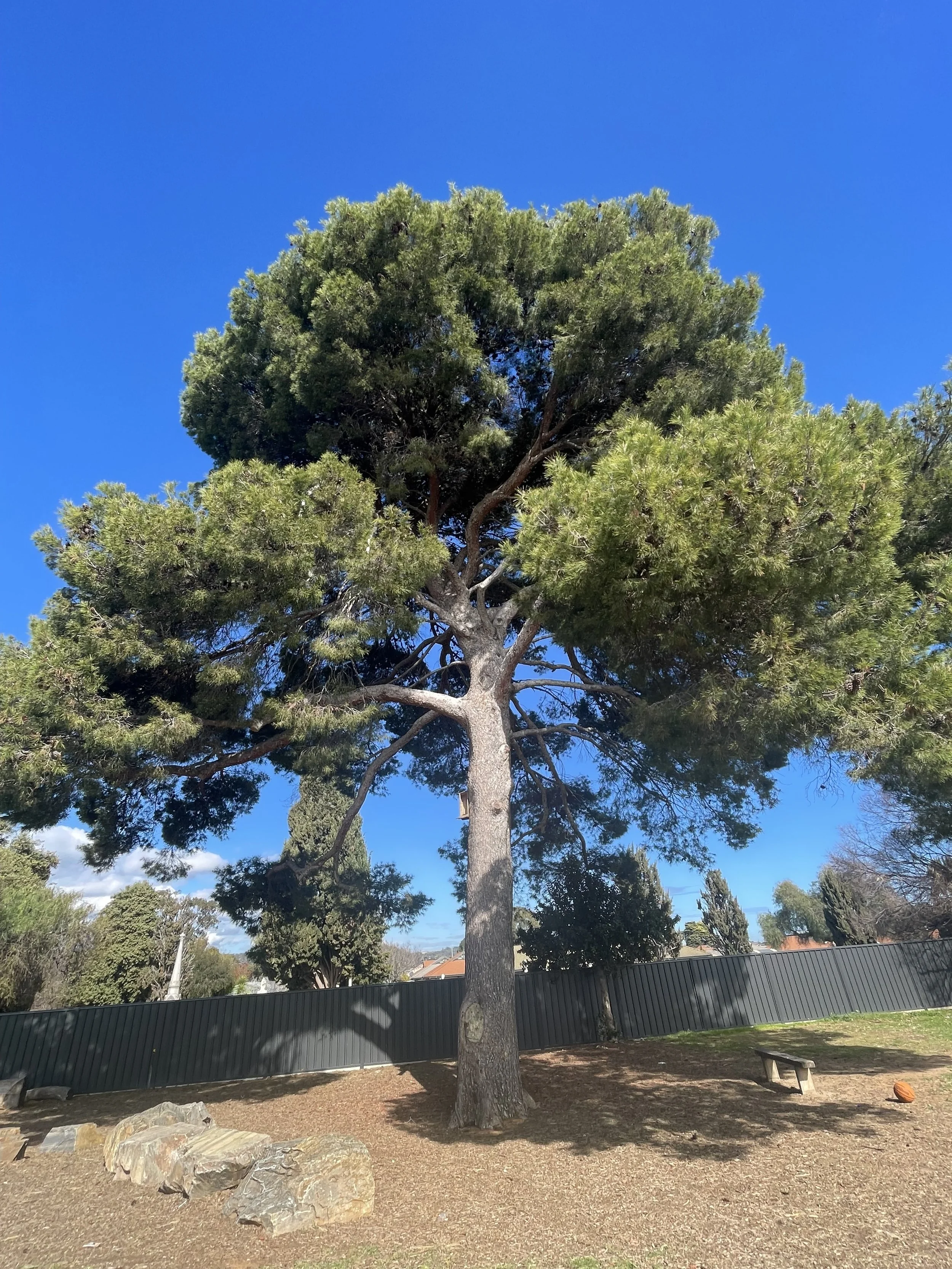 A large pine tree in a park with a clear blue sky in the background.