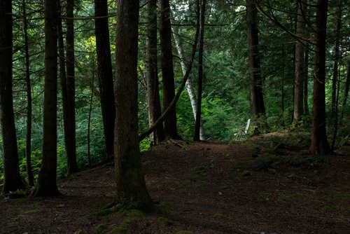 forest.jpg