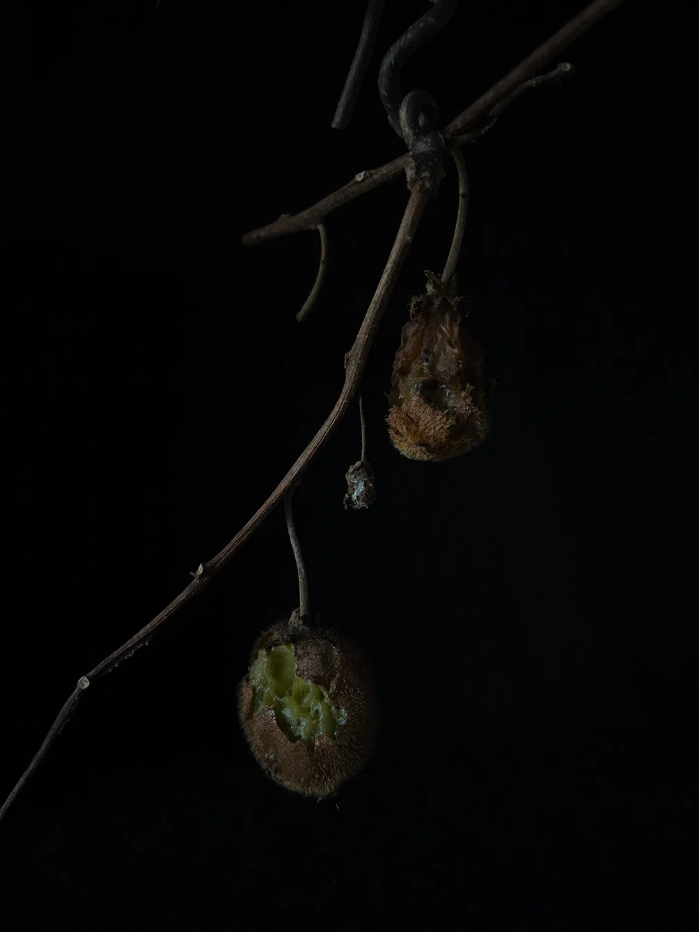 kiwi.jpg