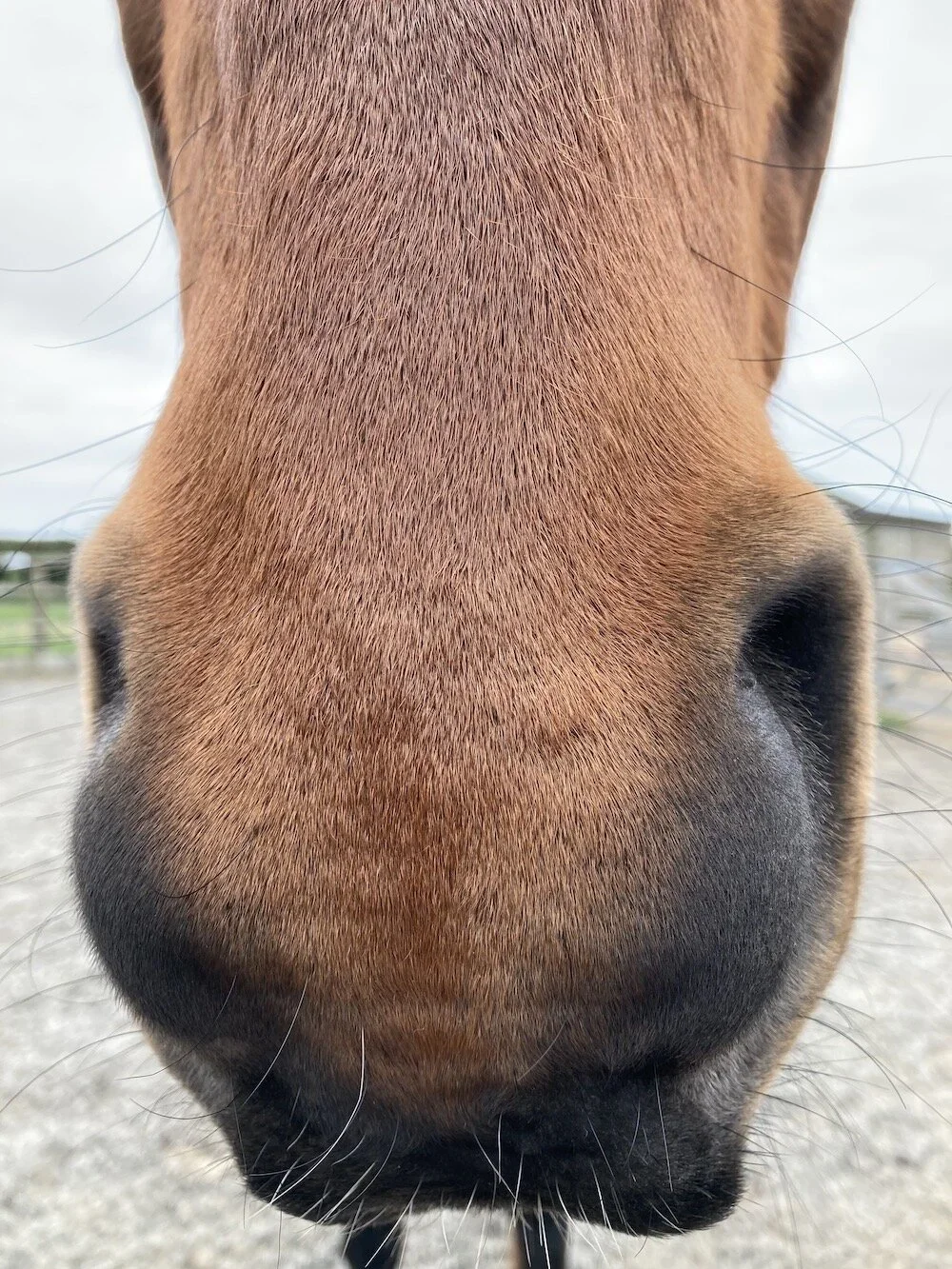 Engaging with your horse's senses - The sense of smell