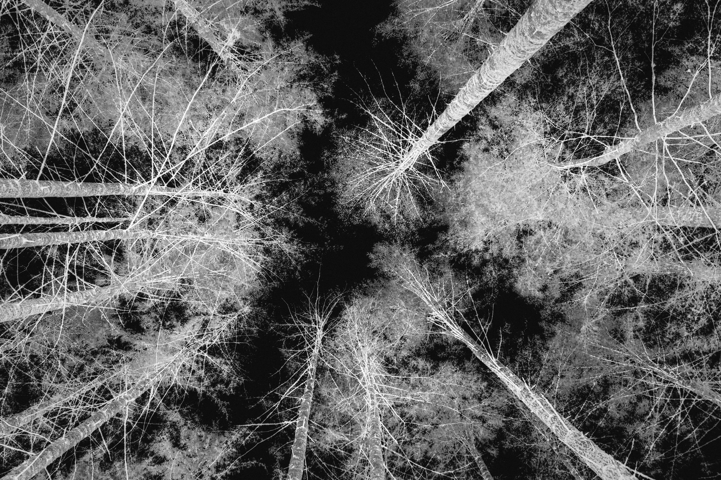 From Scattered Wins to Organizational Capability