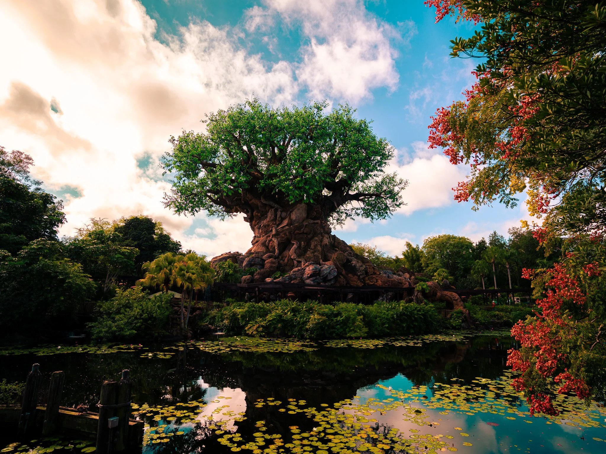 The beautiful Tree of Life at Disney's Animal Kingdom Park at Walt Disney World.