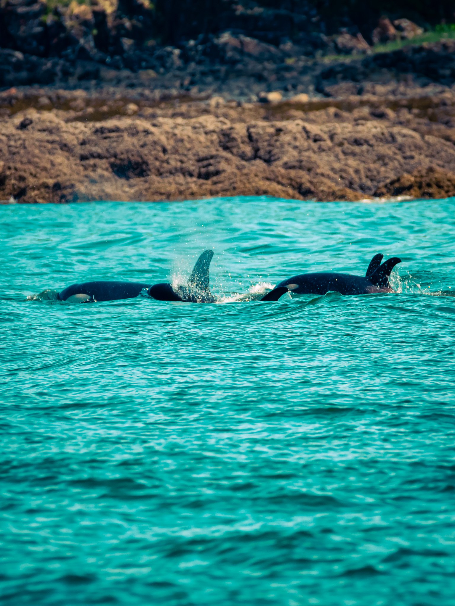 Two orcas swimming in the ocean near rocky shoreline in Alaska.