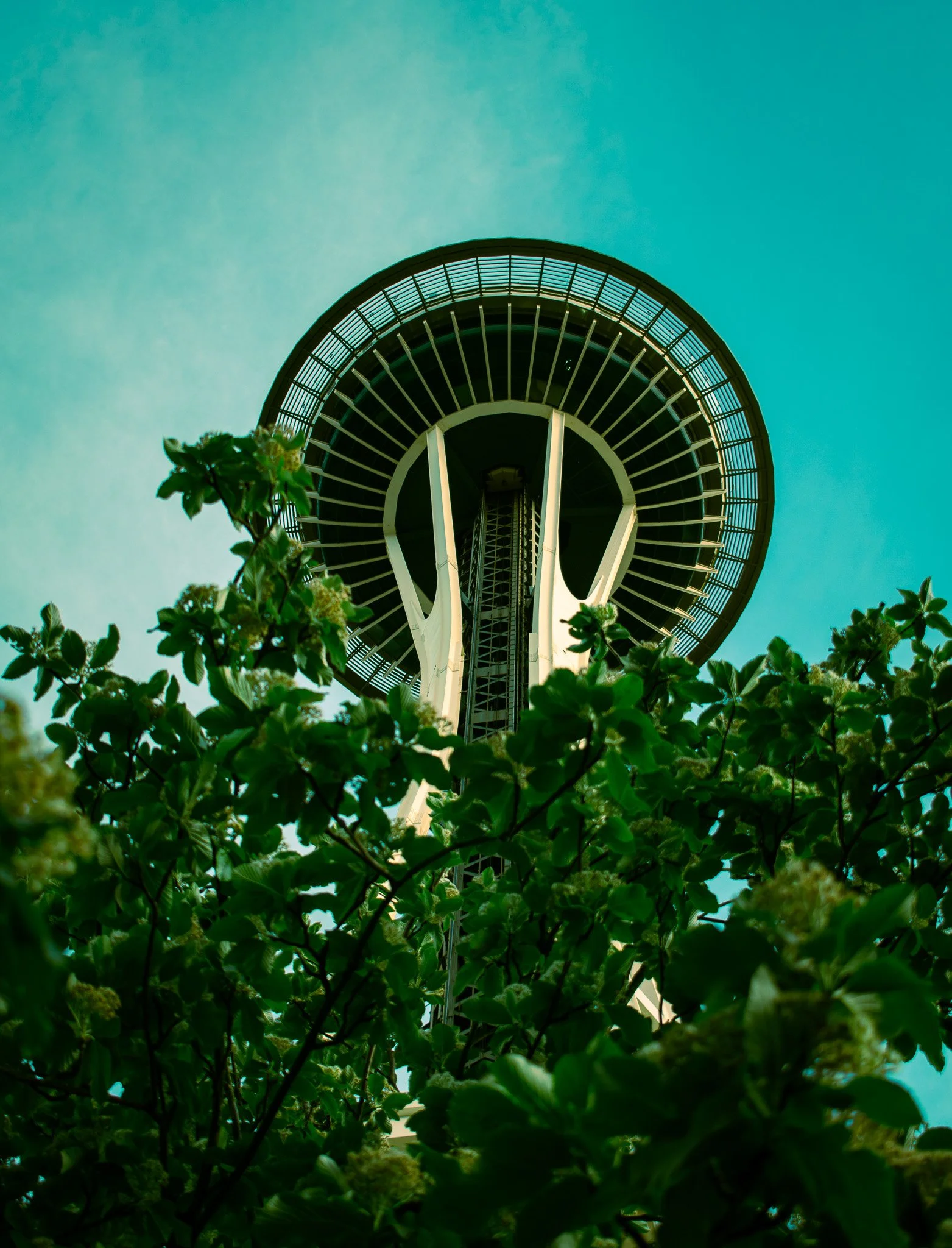 Looking up at the Space Needle in Seattle, Washington, with green foliage in the foreground and a clear sky in the background.