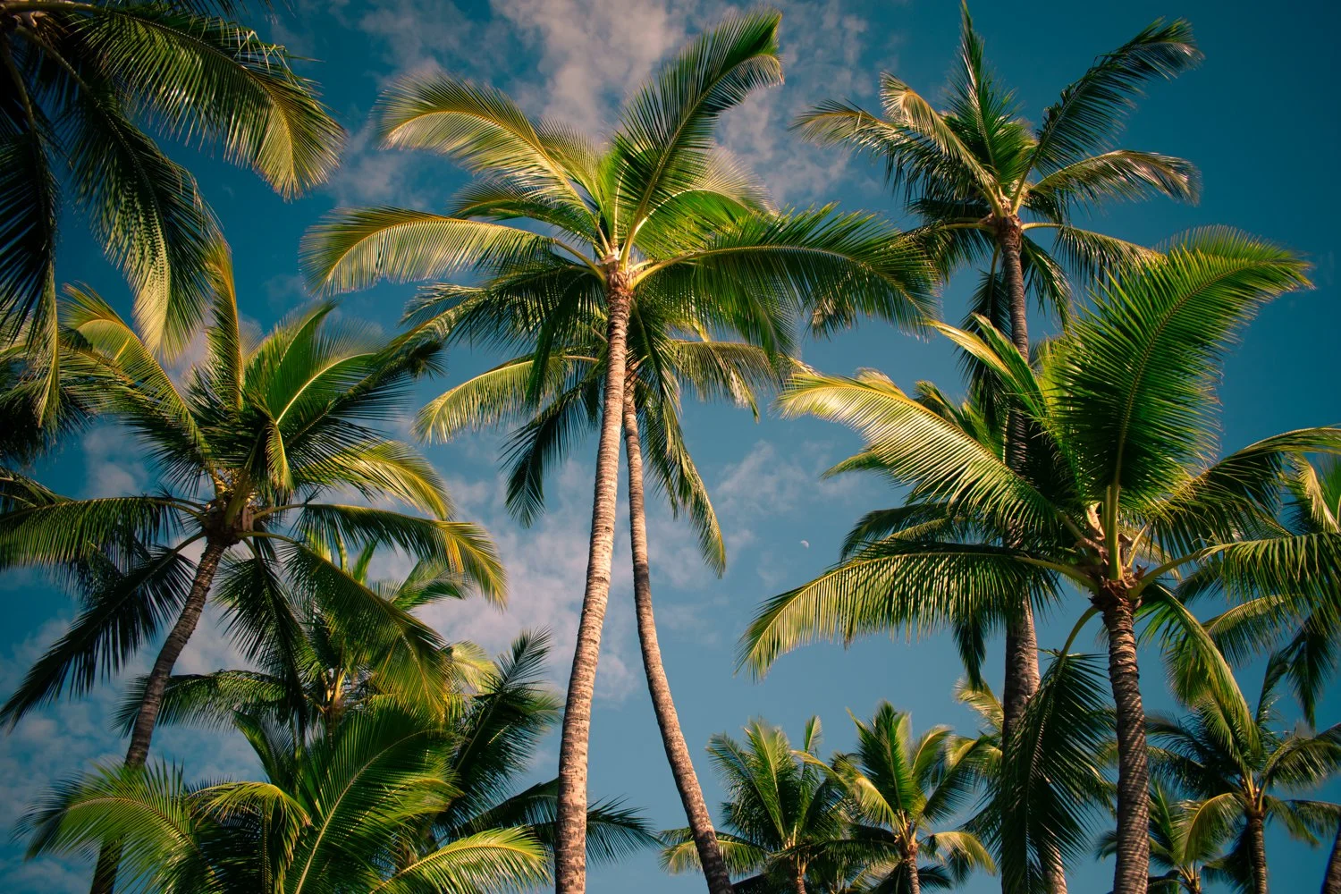 A view of tall, green palm trees against a blue sky with some scattered clouds.