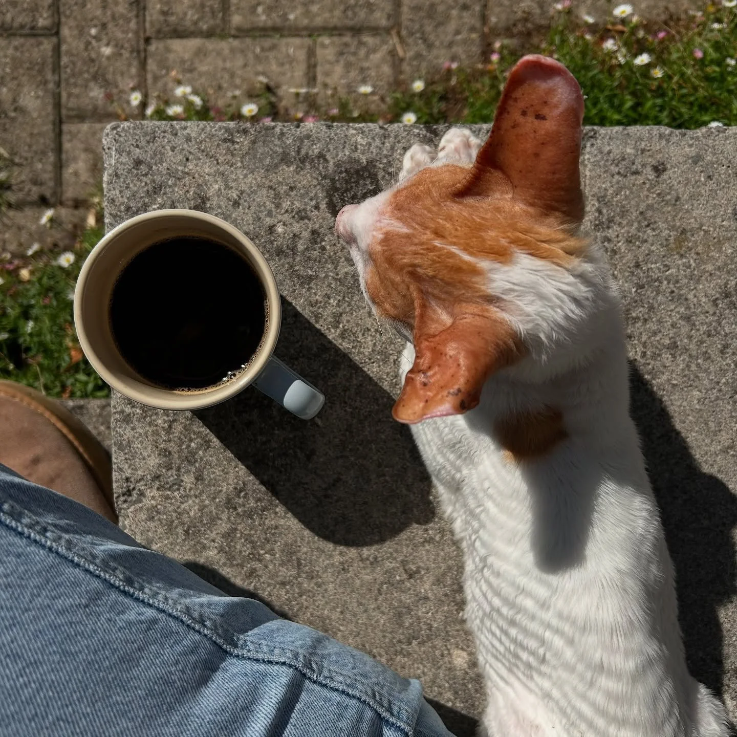 Sunny Sunday afternoon sitting outside drinking a coffee with my cat 🤍 #thesearethegooddays