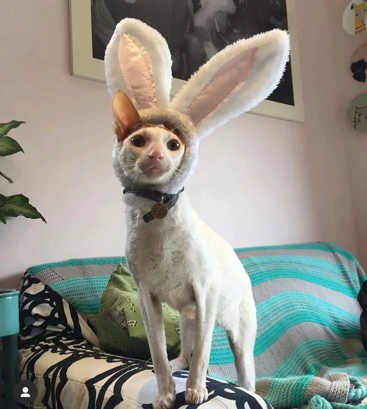Happy Easter from my gang of Easter 🐰 (swipe to see our new bald girls from @britishhenwelfaretrust my daughter is knitting one a jumper while her feathers grow back in, they have all had a manicure and hoping with a bit of TLC they will be feathere