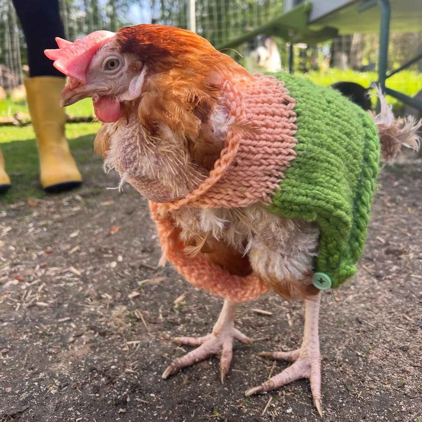 She&rsquo;s giving main grid energy in her new Knitwear. Clever daughter knocking up this little couture piece for our bald hen from @britishhenwelfaretrust 
.
Happy Bank Holiday Monday 🐓💛🐓