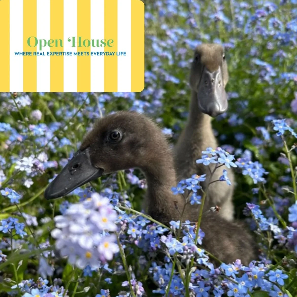 More of a personal one this week in @idealhomeuk, the change from Town house and full scale Reno projects to life changing job loss and our move to Somerset, a slower lifestyle with smaller (non existent) Reno budget but embracing the changes and two