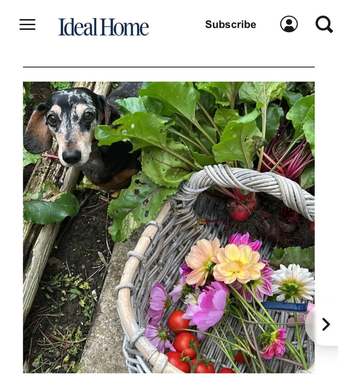 NEW Article live on @idealhomeuk today about Cottage Living. Laughing about how many pictures of my pets I seem to get into each of my pieces, this week features a lot of Chica my daughters house chick (who is now massive and does in fact live outdoo
