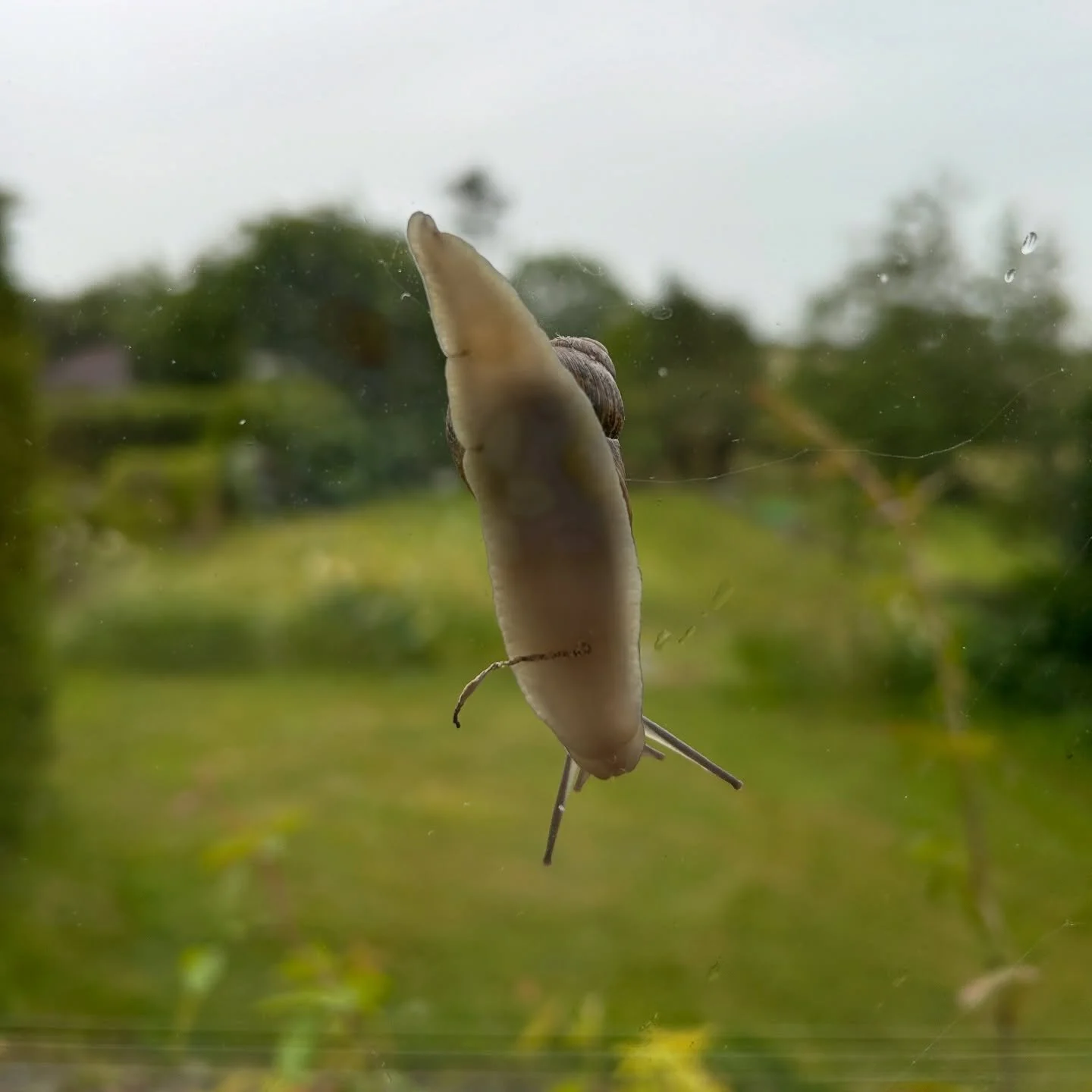 View from my (upstairs) Bedroom Window this morning 🐌 
.
Editing and finishing my Content Project today and back to Screen Printing again tomorrow 🙌🏻