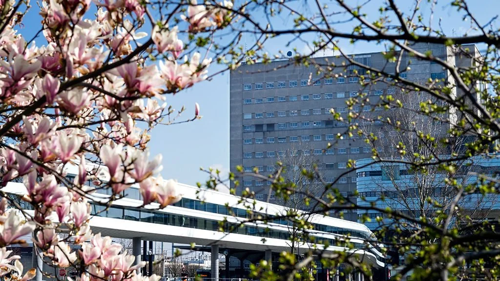 Pink magnolia flowers in bloom in the foreground with a modern elevated train and a large residential building in the background.