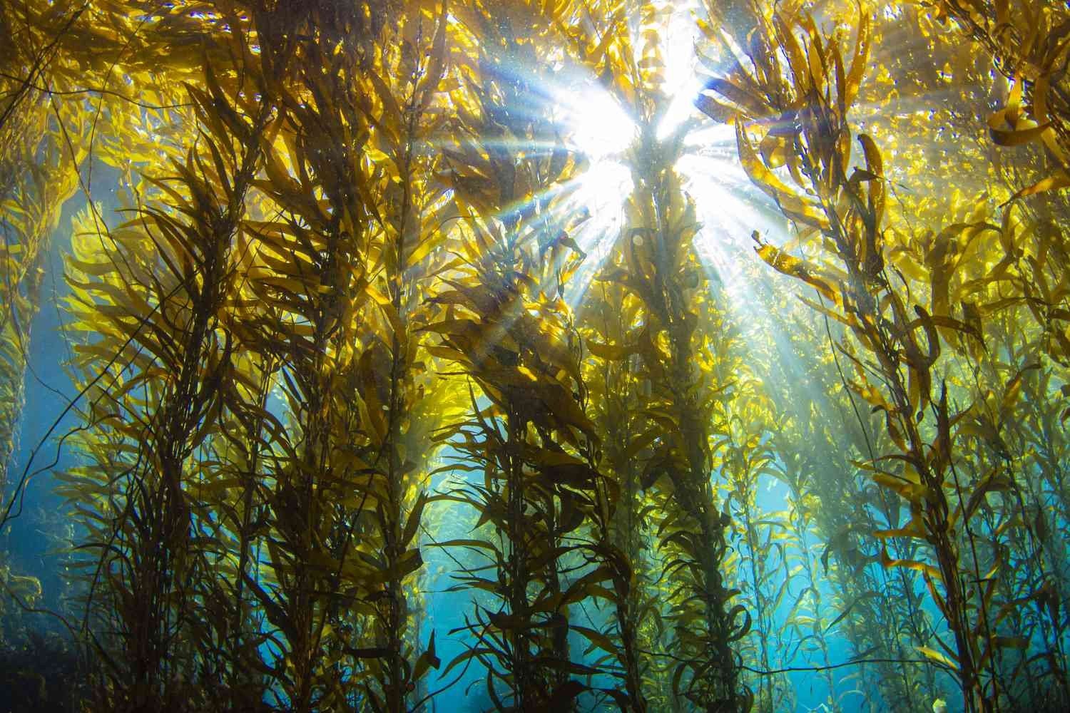 Underwater view of a kelp forest with sunlight shining through the water and illuminating the kelp plants.