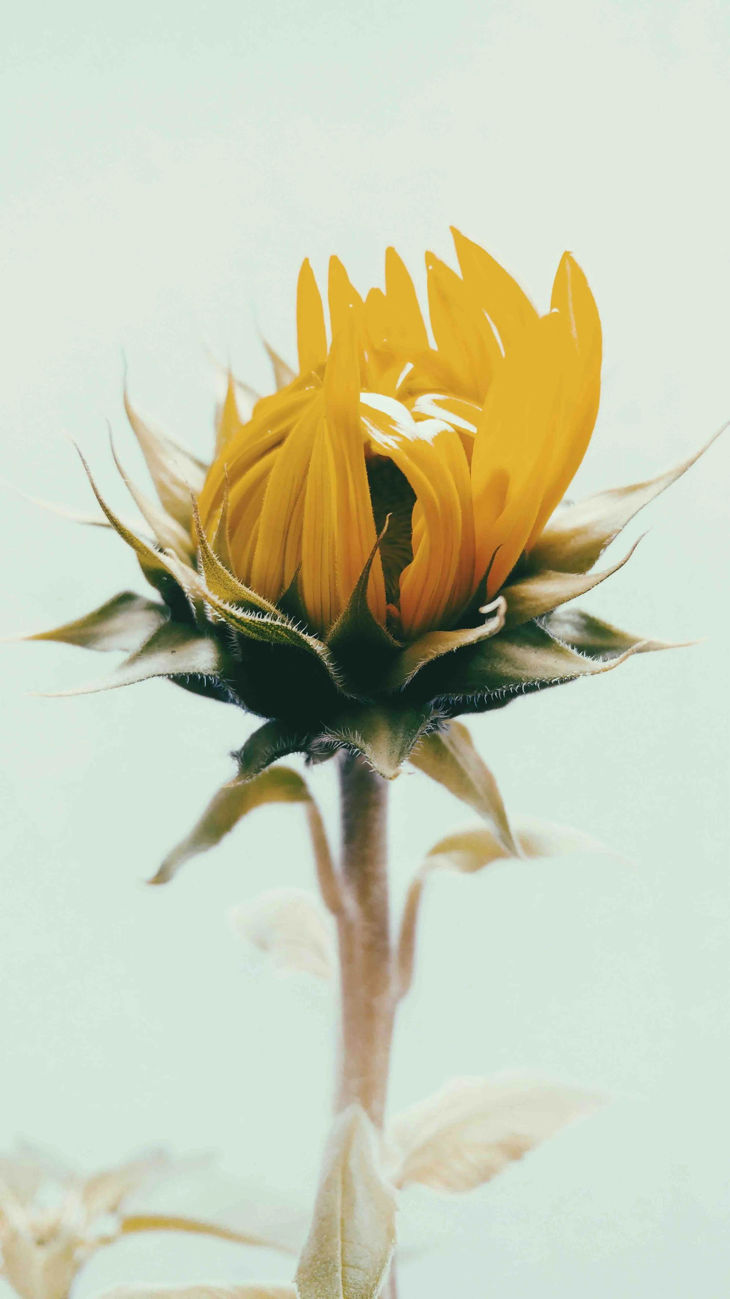 A Golden Moment with the Sun