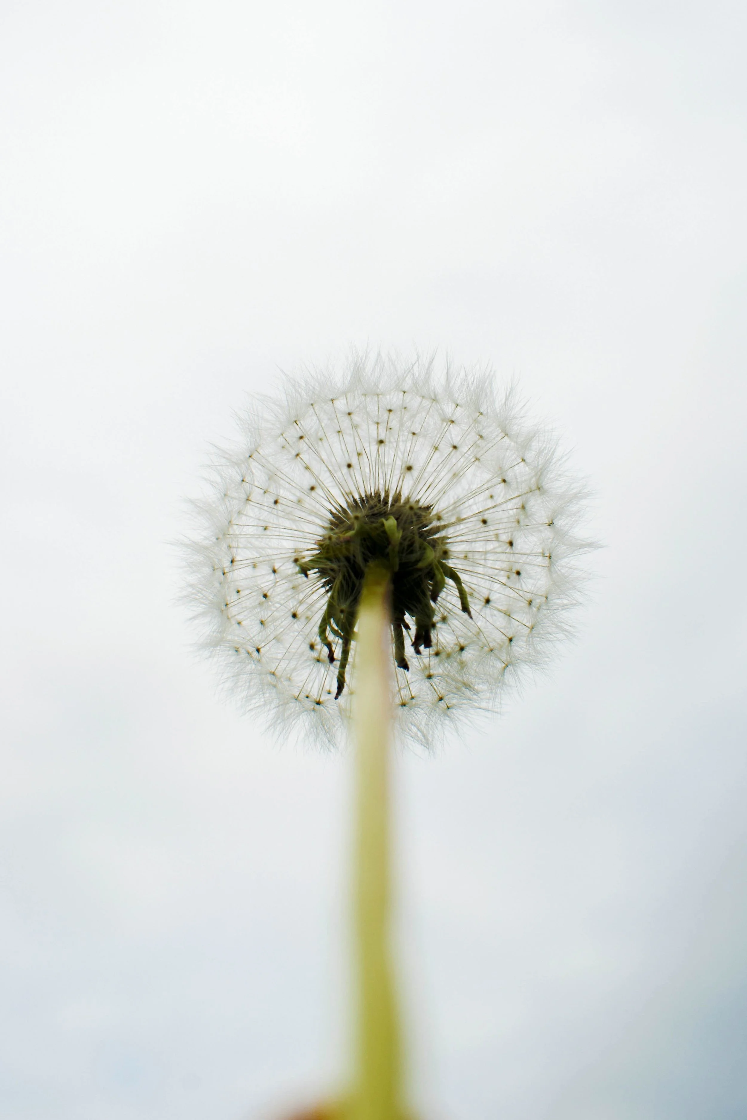 The Seed of Remembrance