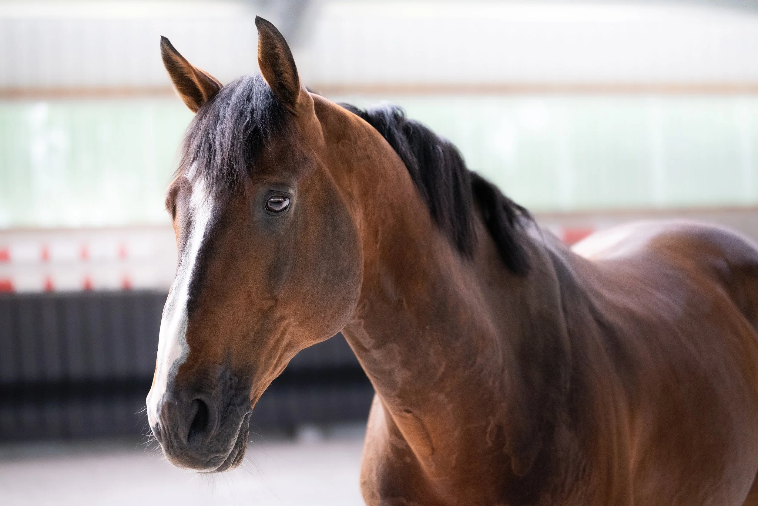 KB-EQUESTRIAN-FULL-HD-36.jpg