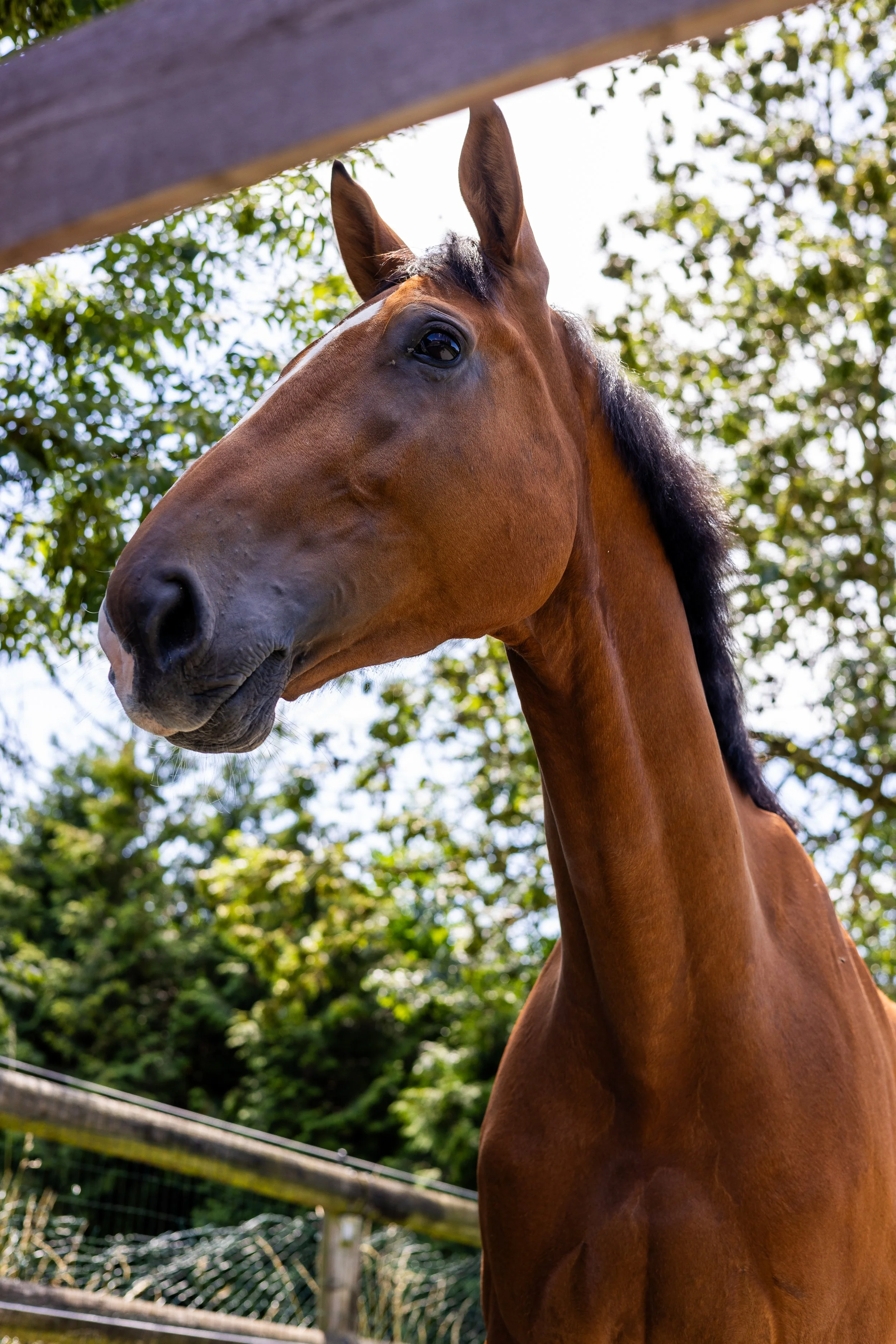 KB-EQUESTRIAN-FULL-HD-27.jpg