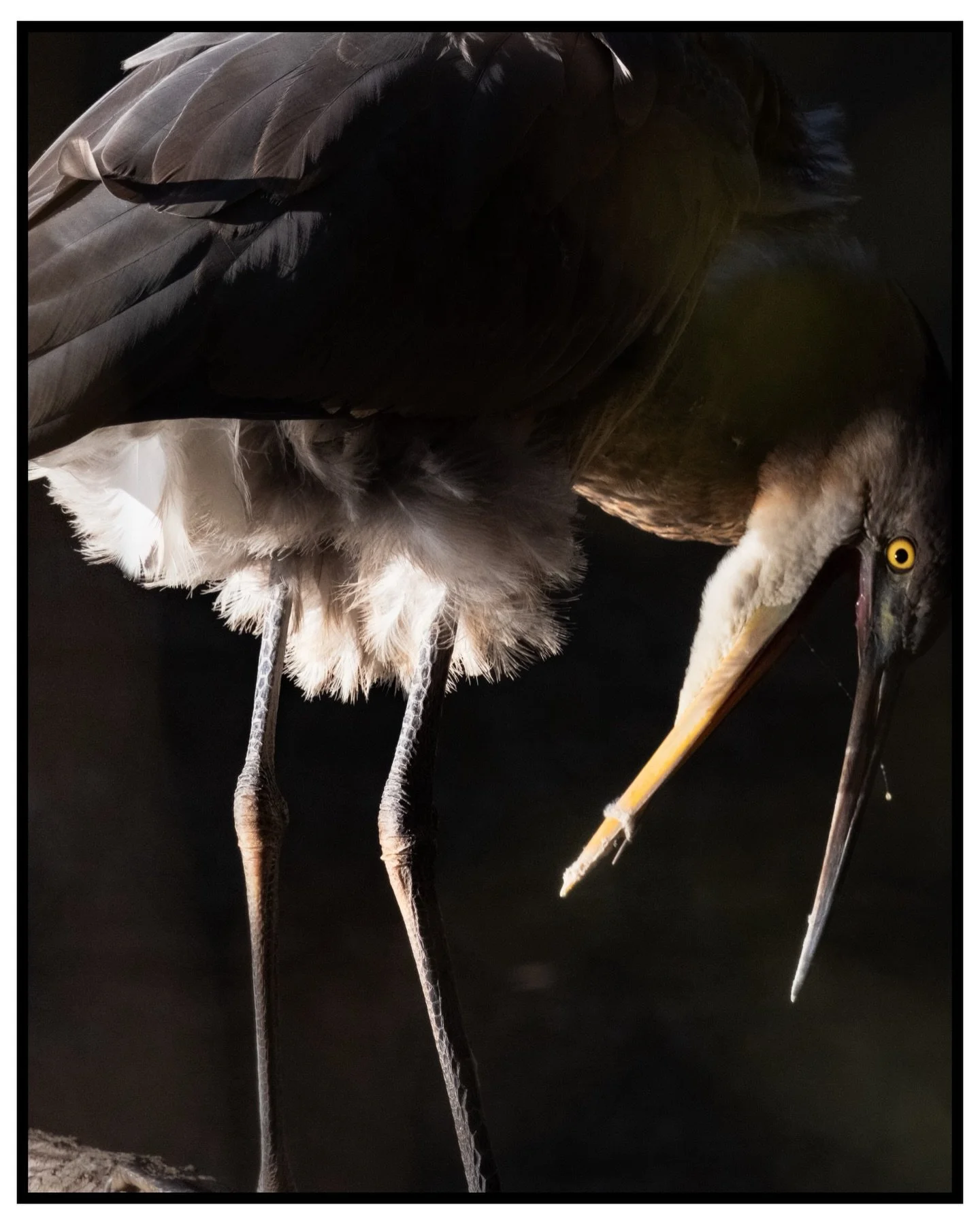 I&rsquo;m coming home!

Shot these yesterday on my final trail walk in North Carolina. Between fighting off an annoyingly stubborn cold and packing up for the big move, I wanted one last quiet walk.

Next week I&rsquo;ll be back in Massachusetts full