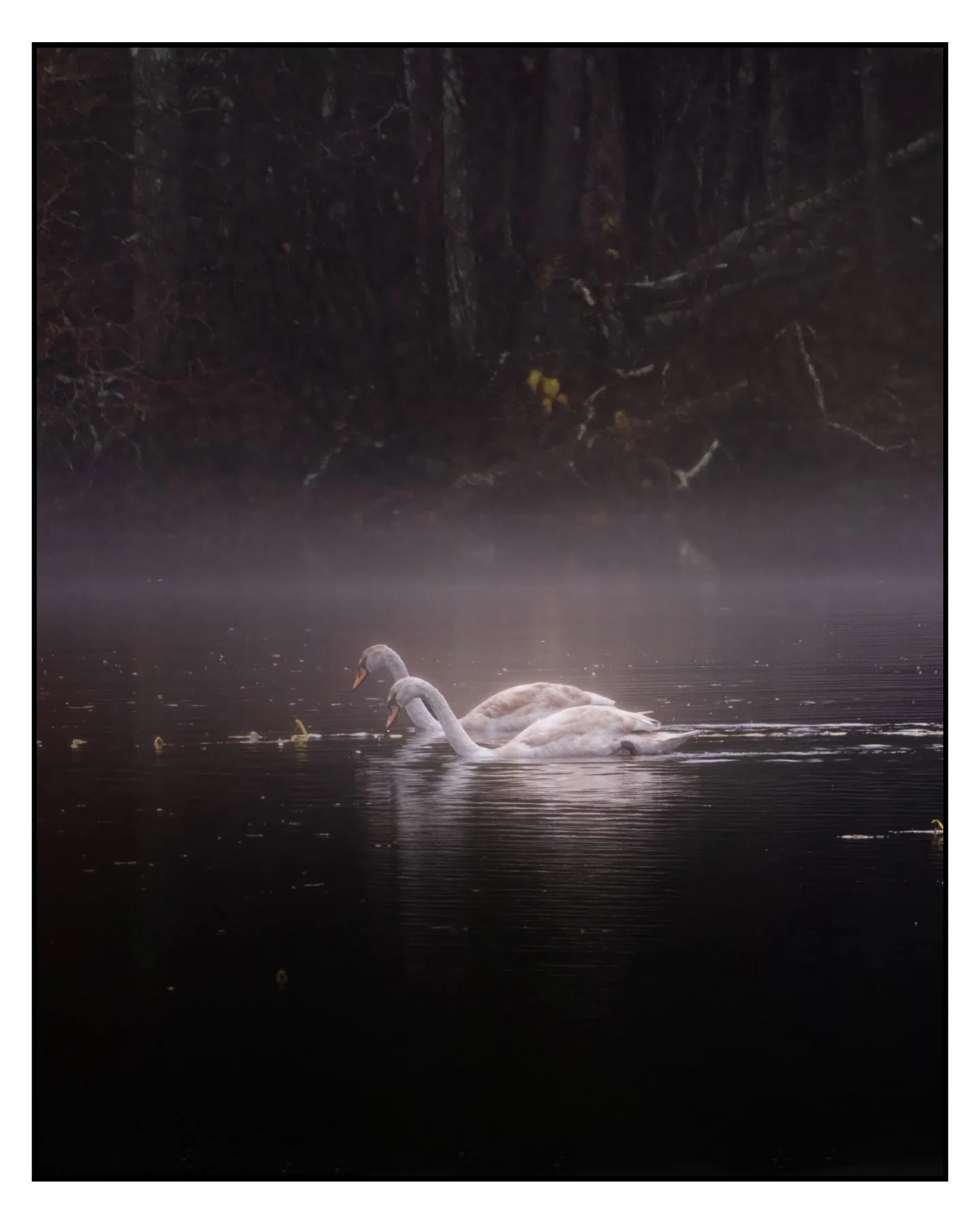 Borderland State Park/leach pond walk around this morning. It&rsquo;s kind of funny to think I predominantly just used this park as a place to get stoned when I was a teenager. Now, returning years later, it&rsquo;s a simply a place for seeing B I R 